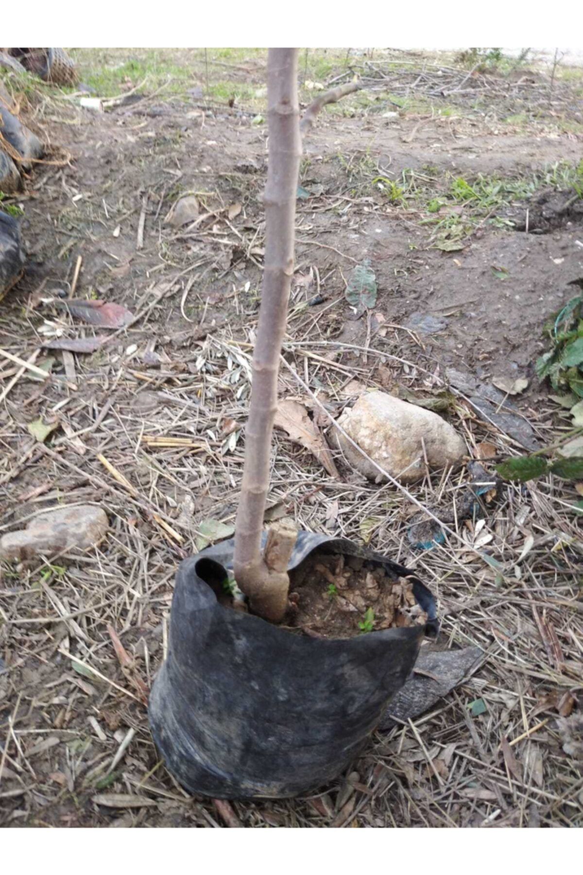 KARDEŞLER FİDANCILIK Incir Fidanı