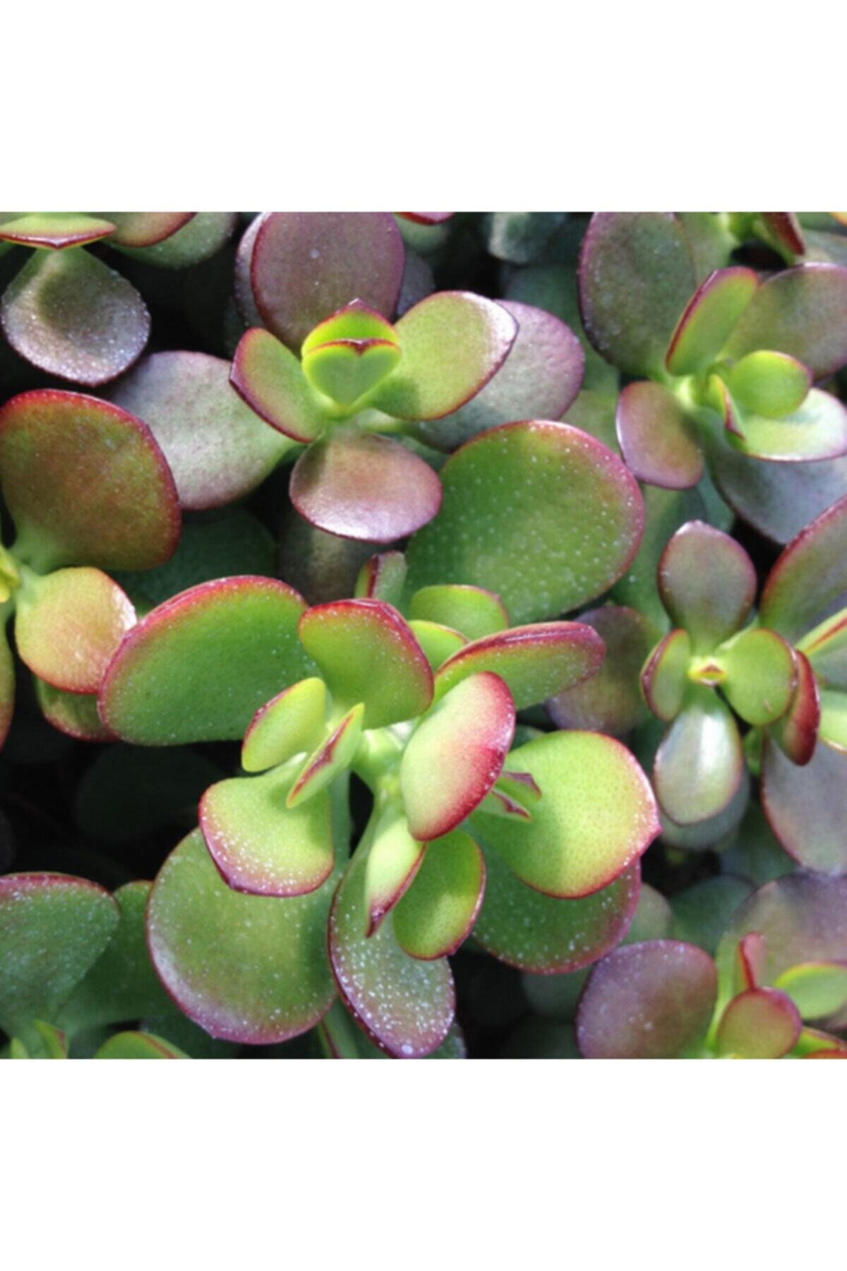 Efidancim Crassula Ovata Para Ağacı Sukulent