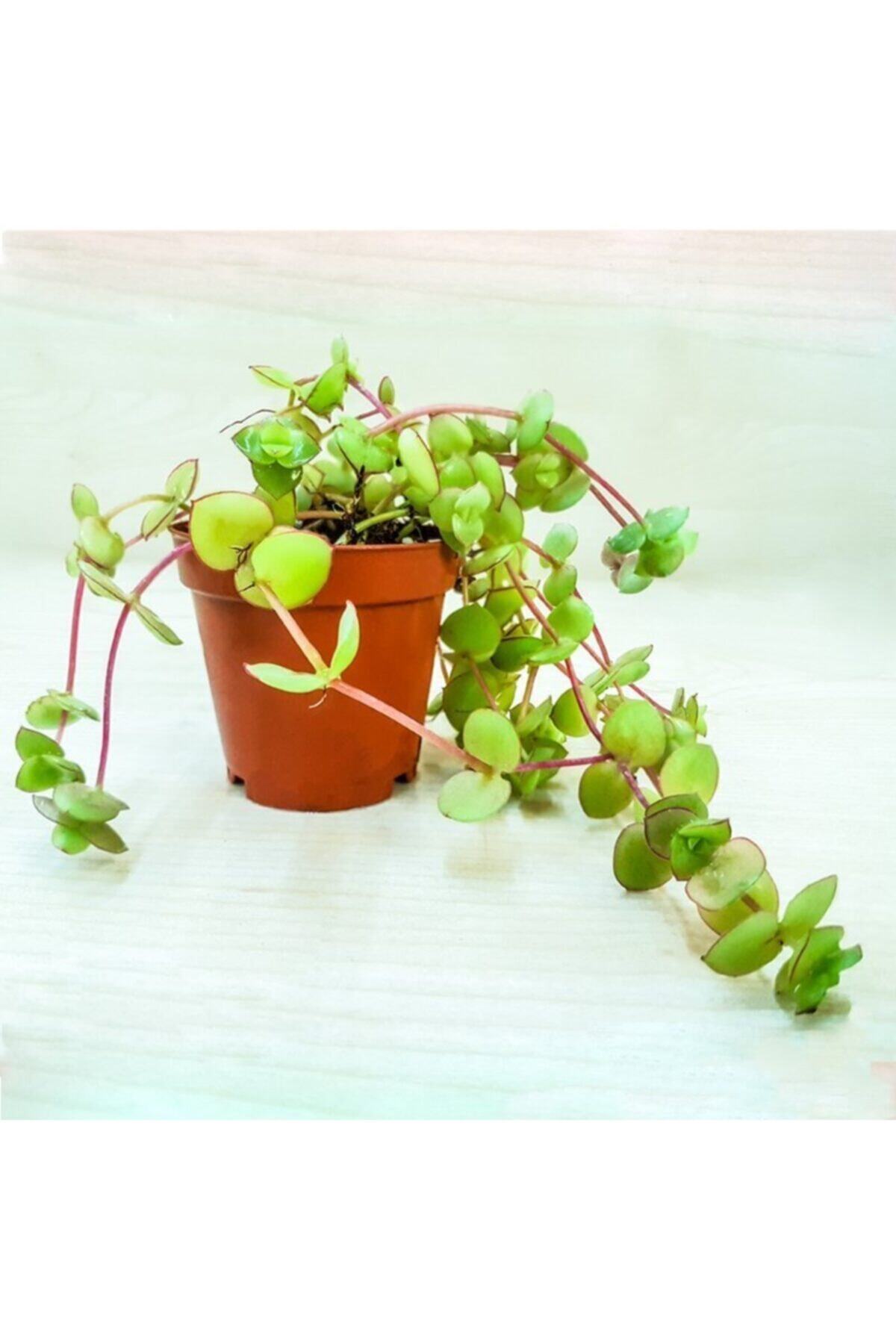 Efidancim Crassula Pellucida Marginalis Yayılıcı Sarkan Sukulent