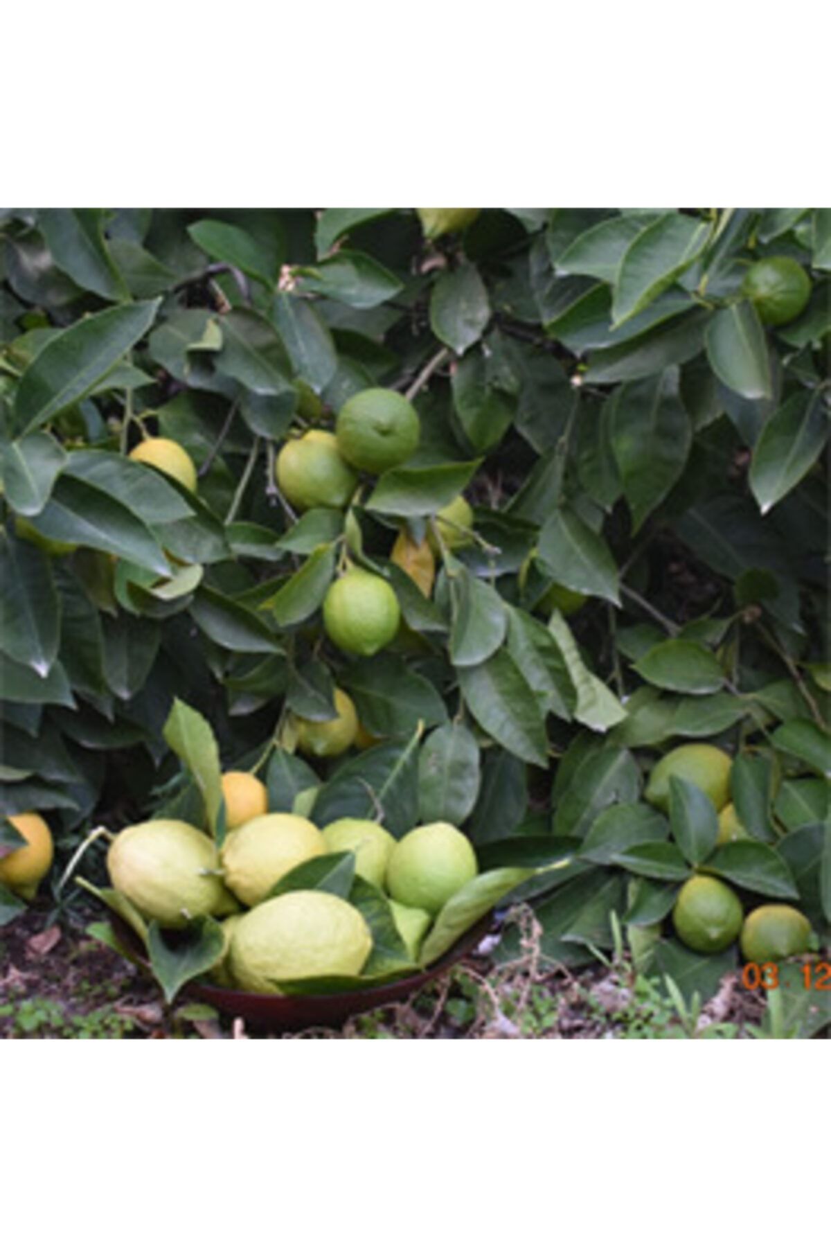 ANAYBAZARI Limon