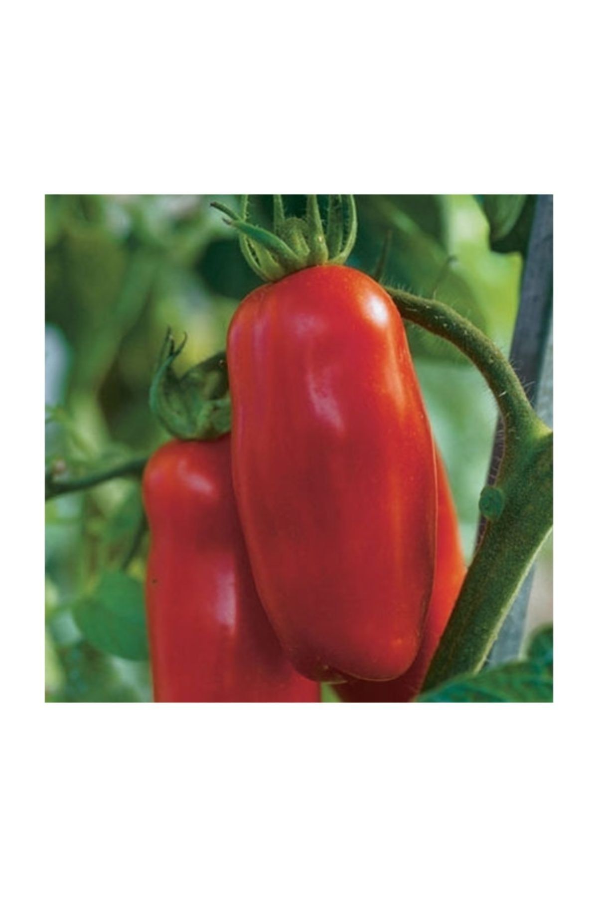 tohhum San Marzano Domates 25+ Tohum