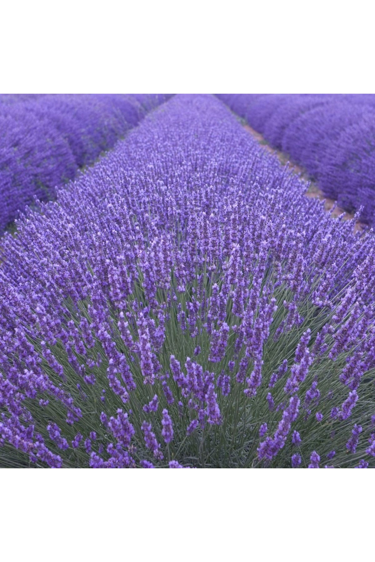 NET TARIM 100 Adet Lavanta Açık.-.- Kök Angustifolia Fidanı Fidesi