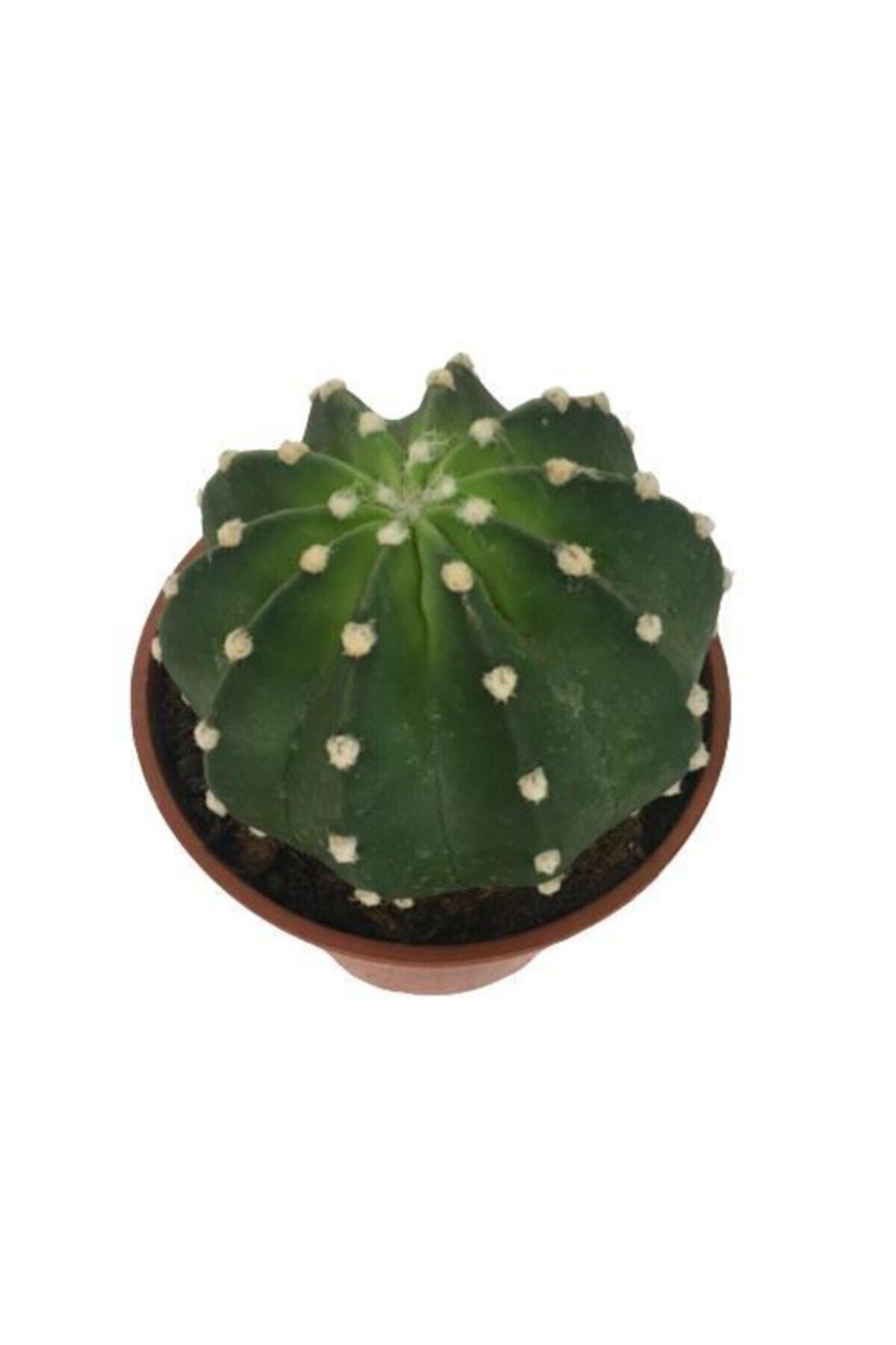 Armen Botanik Echinopsis Subdenudata - Kolleksiyonluk Kaktüs