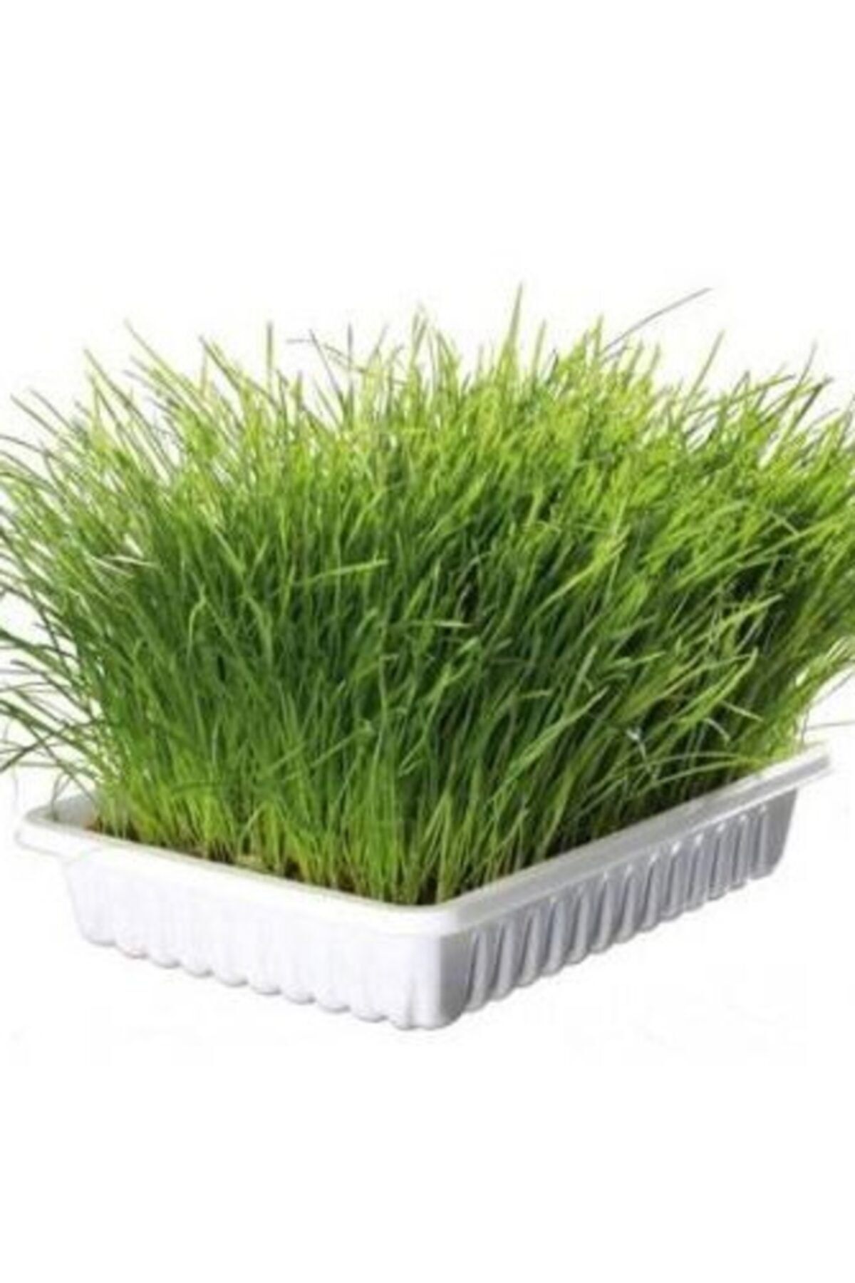 HB BOTANIC - Doğal Kedi Çimi Süper Ekonomik Paket (4x 100gr + Toprak)