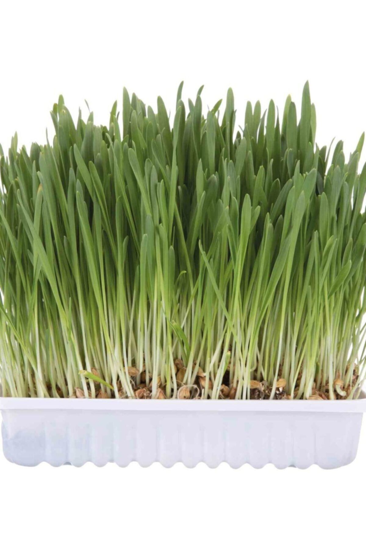 HB BOTANIC - Doğal Kedi Çimi - 100 G