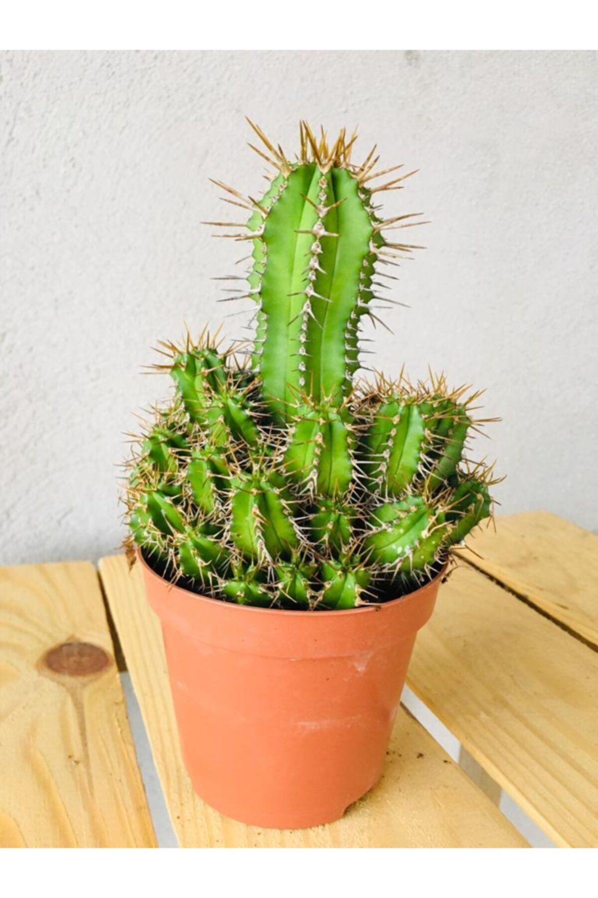 SUKULENTİSTANBUL Euphorbia Fruticosa - Bol Yavrulu Kaktus