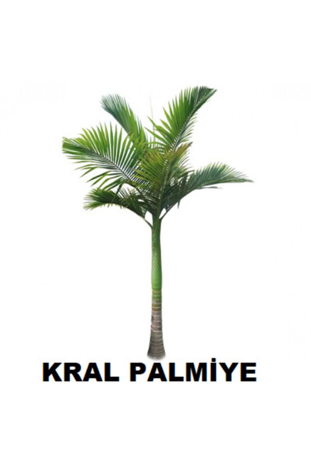 naturel tohum kral palmiye tohumu avustralya king palmiye tohumu 2 adet tohum fiyati yorumlari trendyol