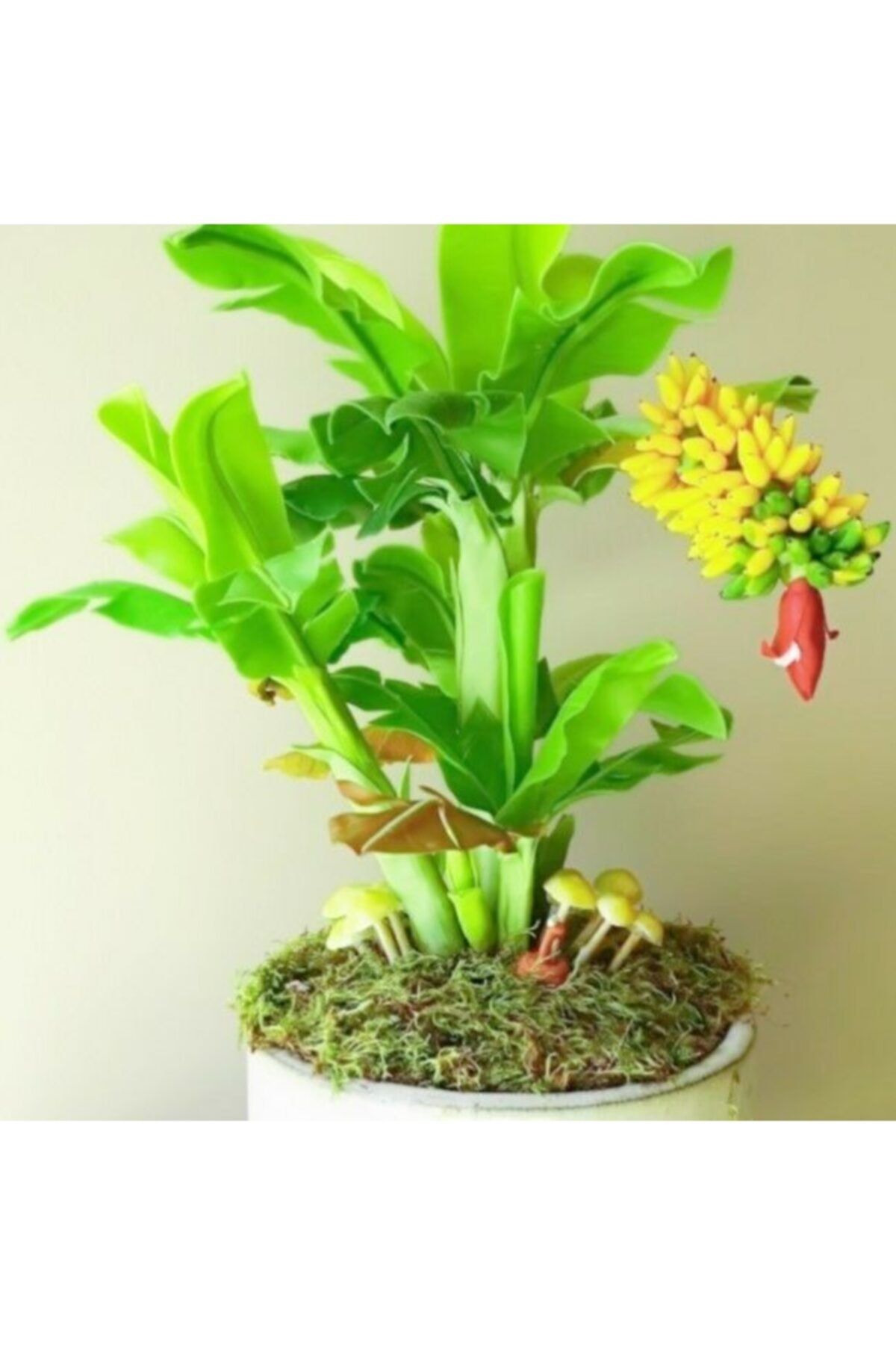 Naturel Tohum Bonsai Muz Fidanı 40 Cm
