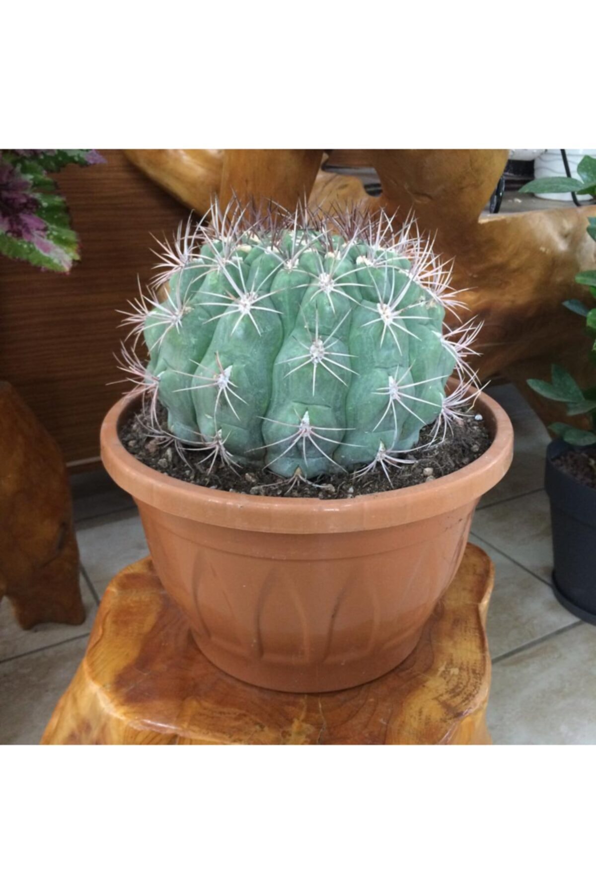BOSAMUA GARDEN Dev Kaktüs