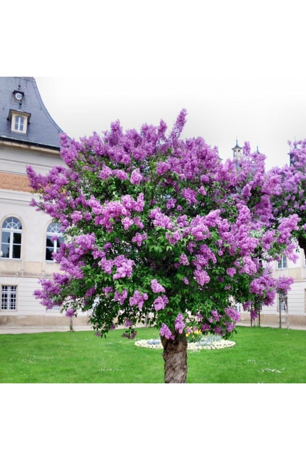 TacirDepo Tüplü Leylak (Syringa) Fidanı