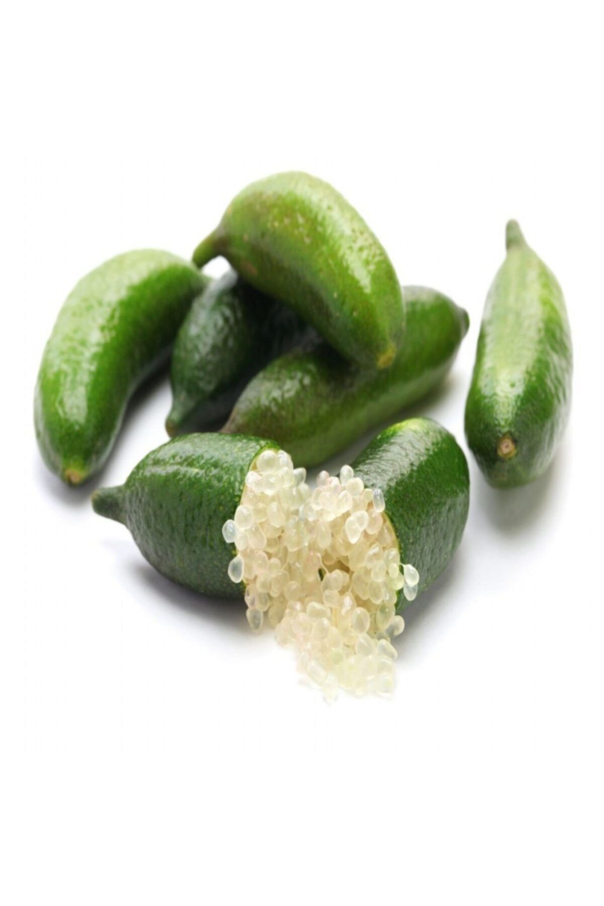 TacirDepo Tüplü Parmak Finger Lime Fidanı (Meyve Verme Durumunda)