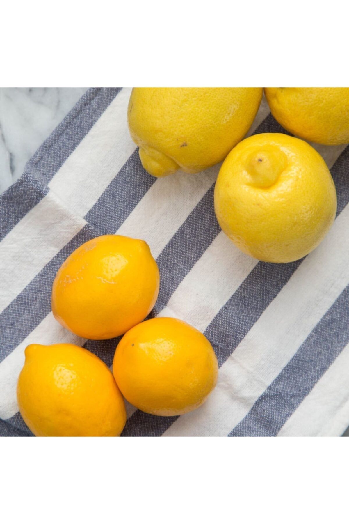 TacirDepo Tüplü Finike Özel Kırmızı Limon Fidanı