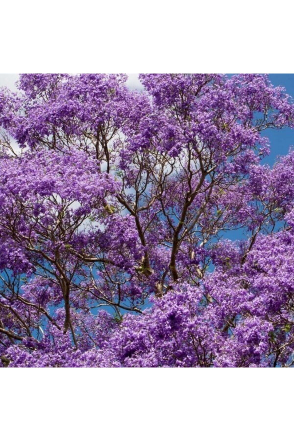 EvveBahce Tüplü Özel Jacaranda (jakaranda) Ağacı Fidanı (200-280 Cm)