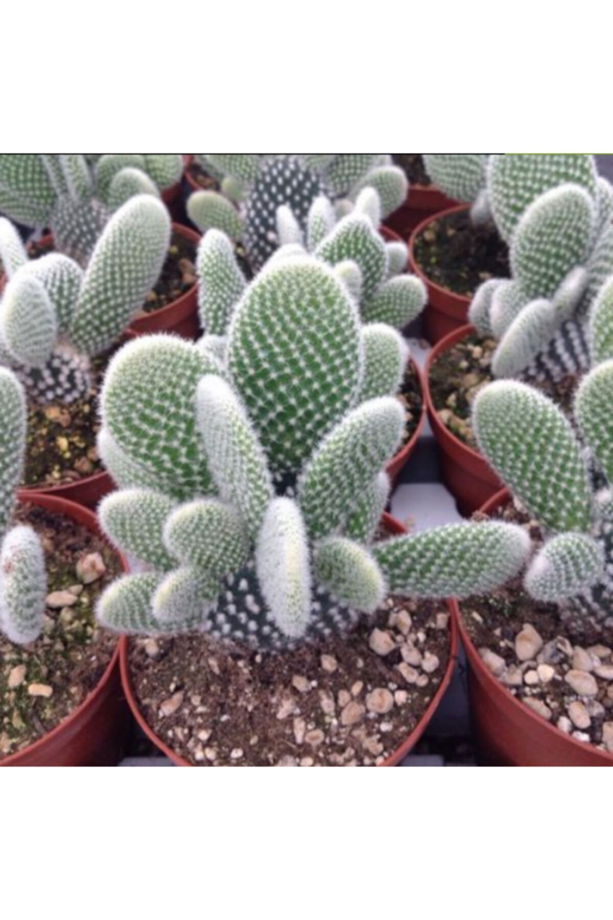Efidancim Opuntia Microdasys Albata Tavşan Kulağı Kaktüs 10 Luk Saksı
