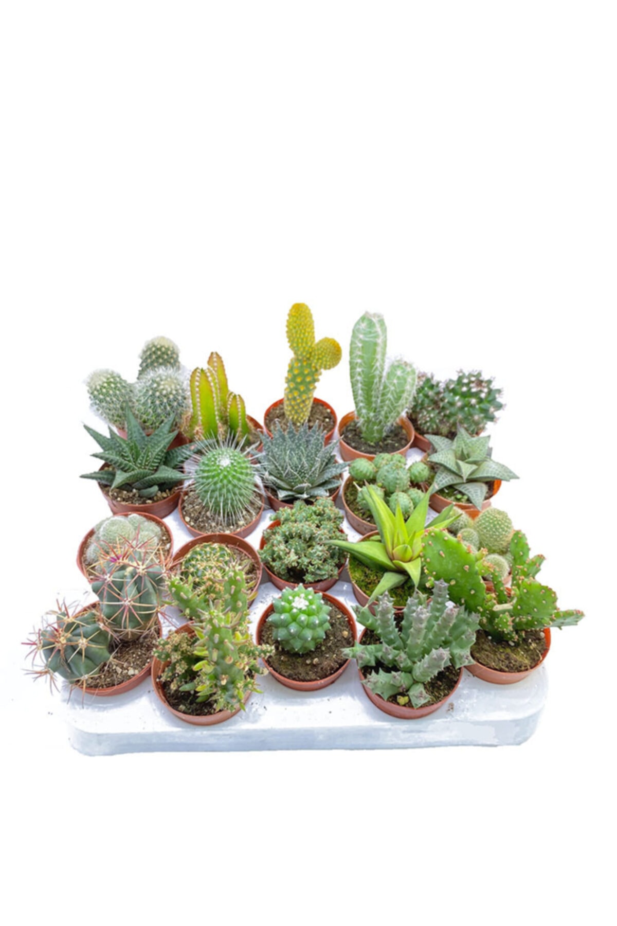 Sukulent Bahçem 20 Li Mix - Kaktüs- Haworthia Karışık