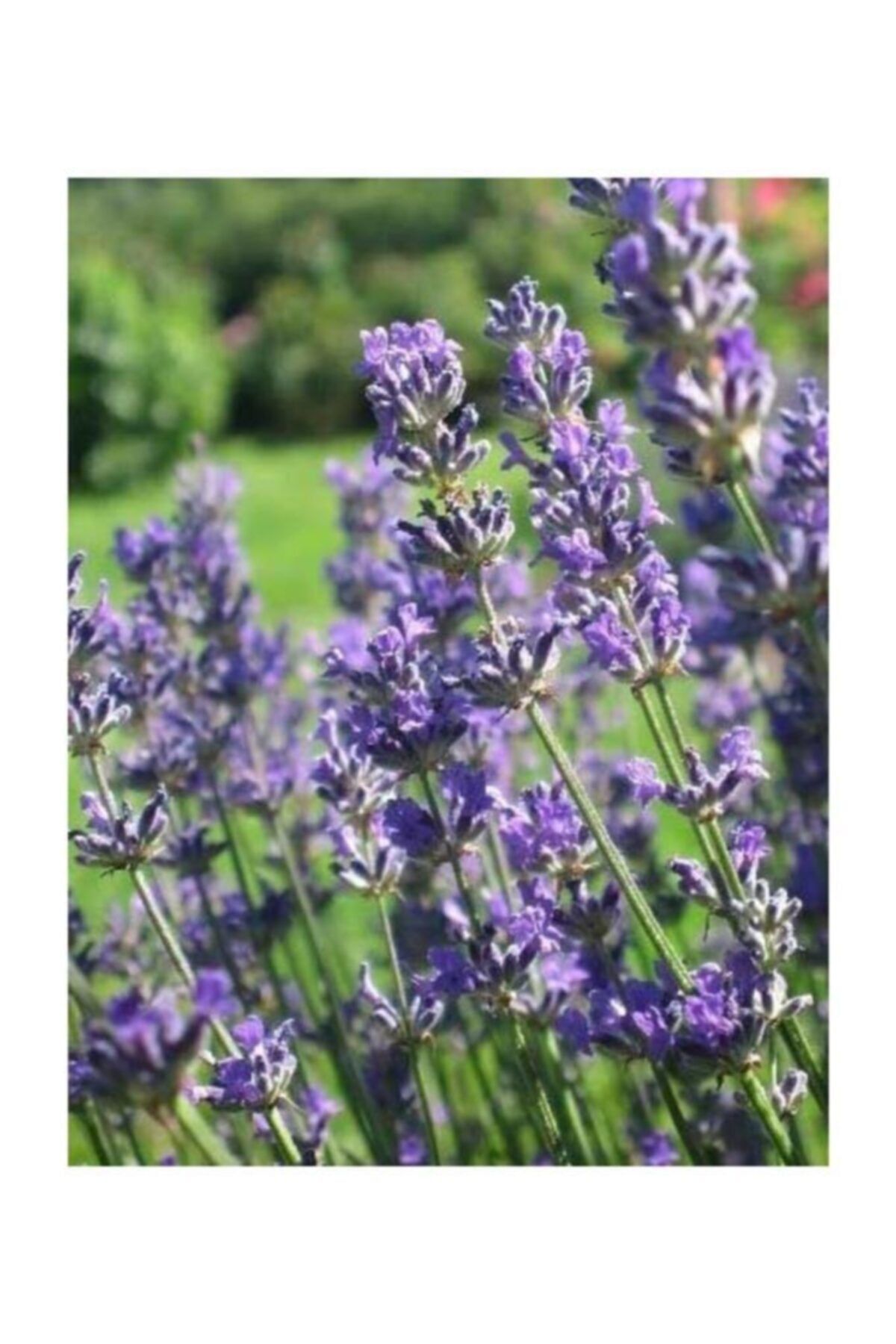Fidanburada Lavanta Çiçeği (Lavandula Officinalis) T106