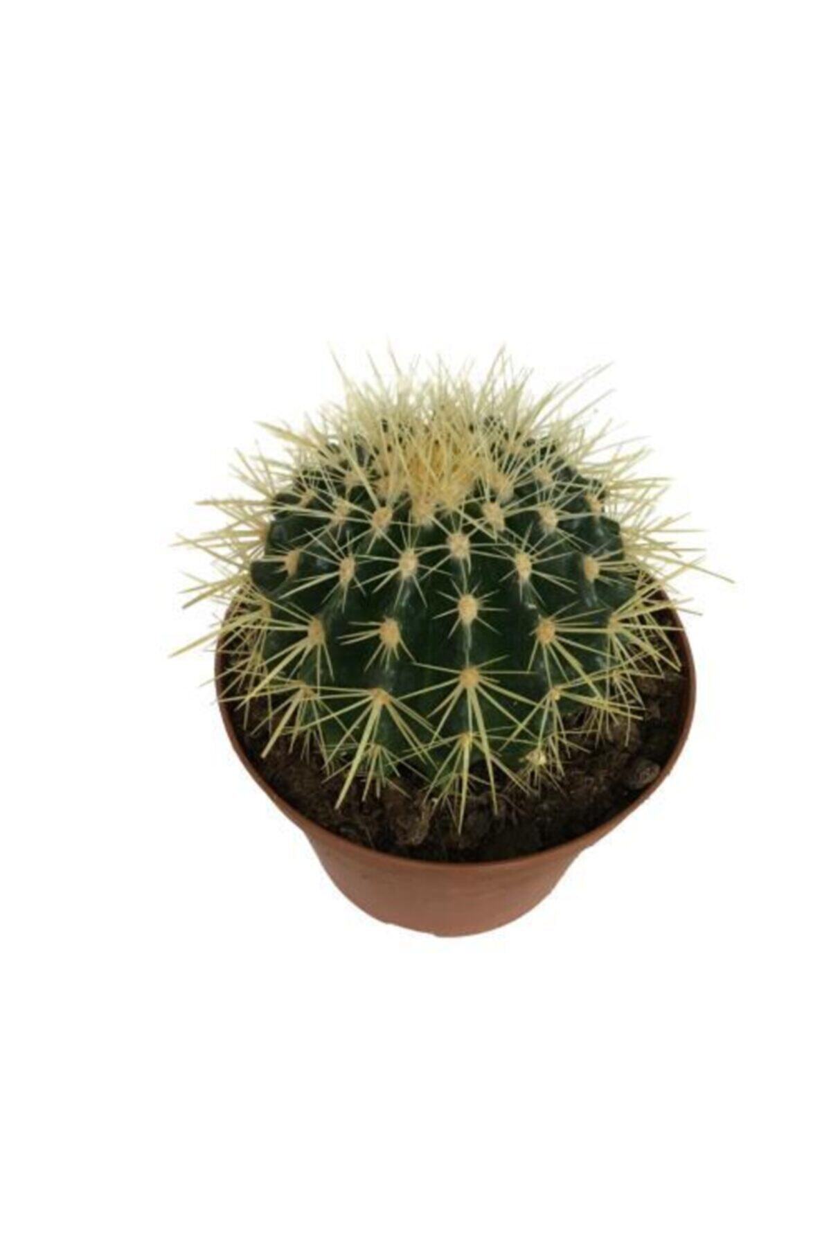 Armen Botanik Echinocactus Grusonii - Altın Fıçı Kaktüsü (14 Cm Lik Saksıda)