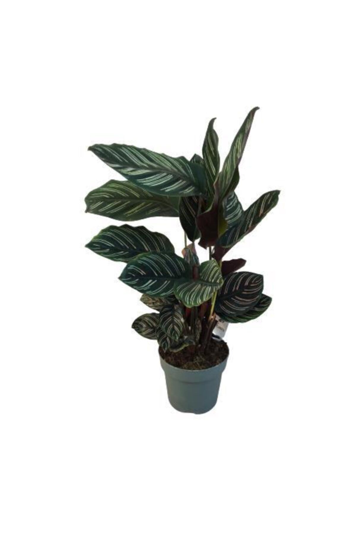 armen botanik calathea ornata sanderiana dua cicegi kalatya fiyati yorumlari trendyol