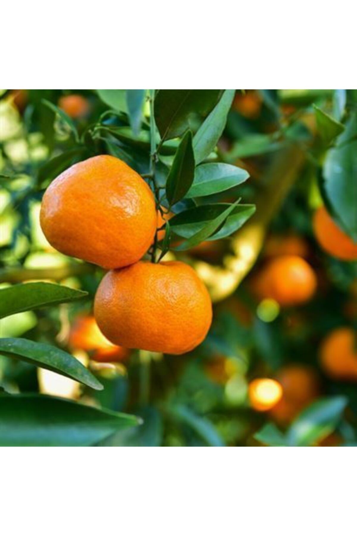 Demet'in Bahçesi Nova Mandalina 15 kg