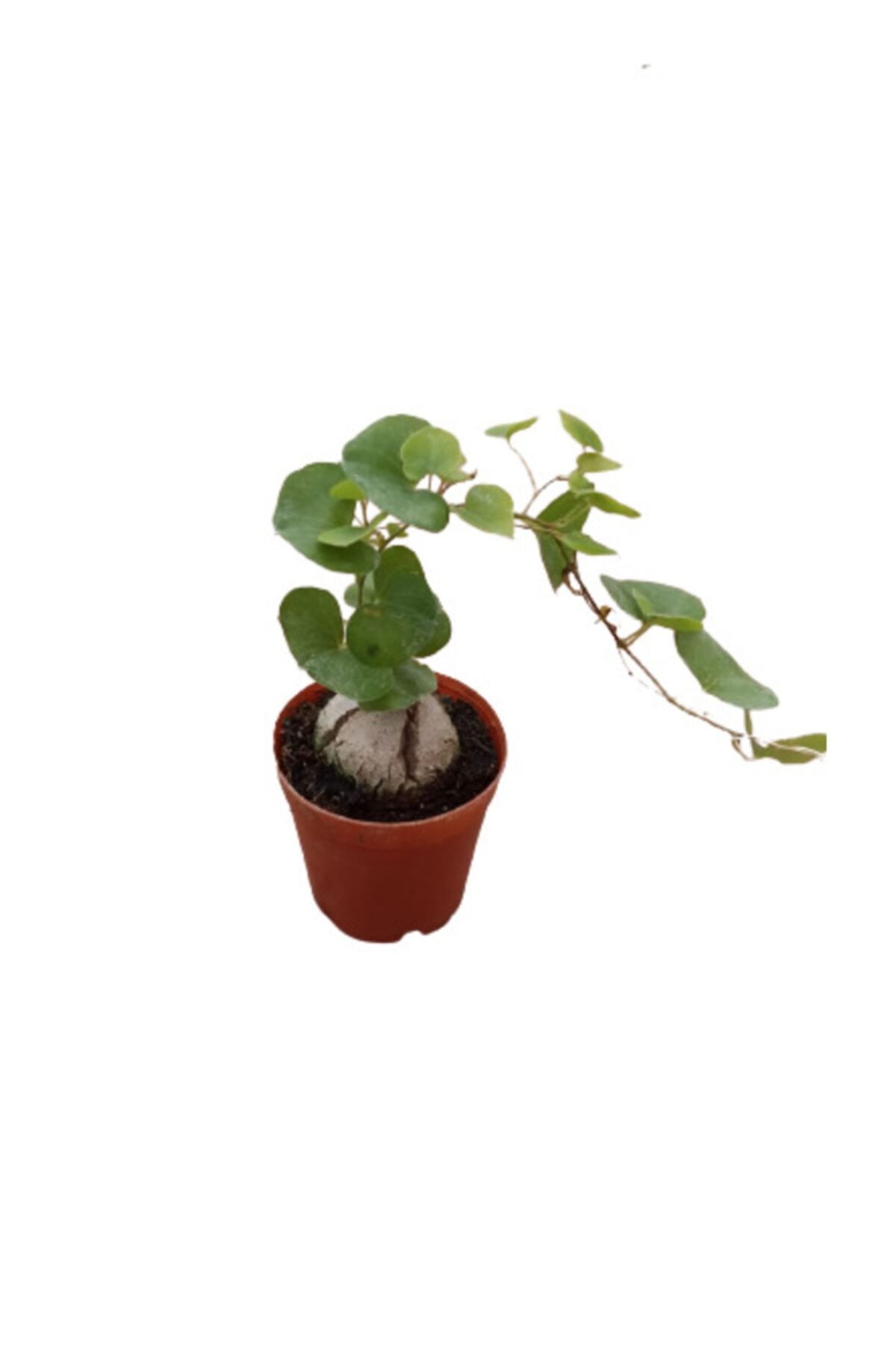 My Succulent Fil Ayağı-dioscorea Elephantipes Sukulent Odunsu Gövde Nadir Tür Koleksiyon Serisi 5,5 Cm'lik Saksı