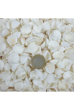 Clam Rose Cochles- Küçük Kiloluk Deniz Kabuğu (100gr) Image 0
