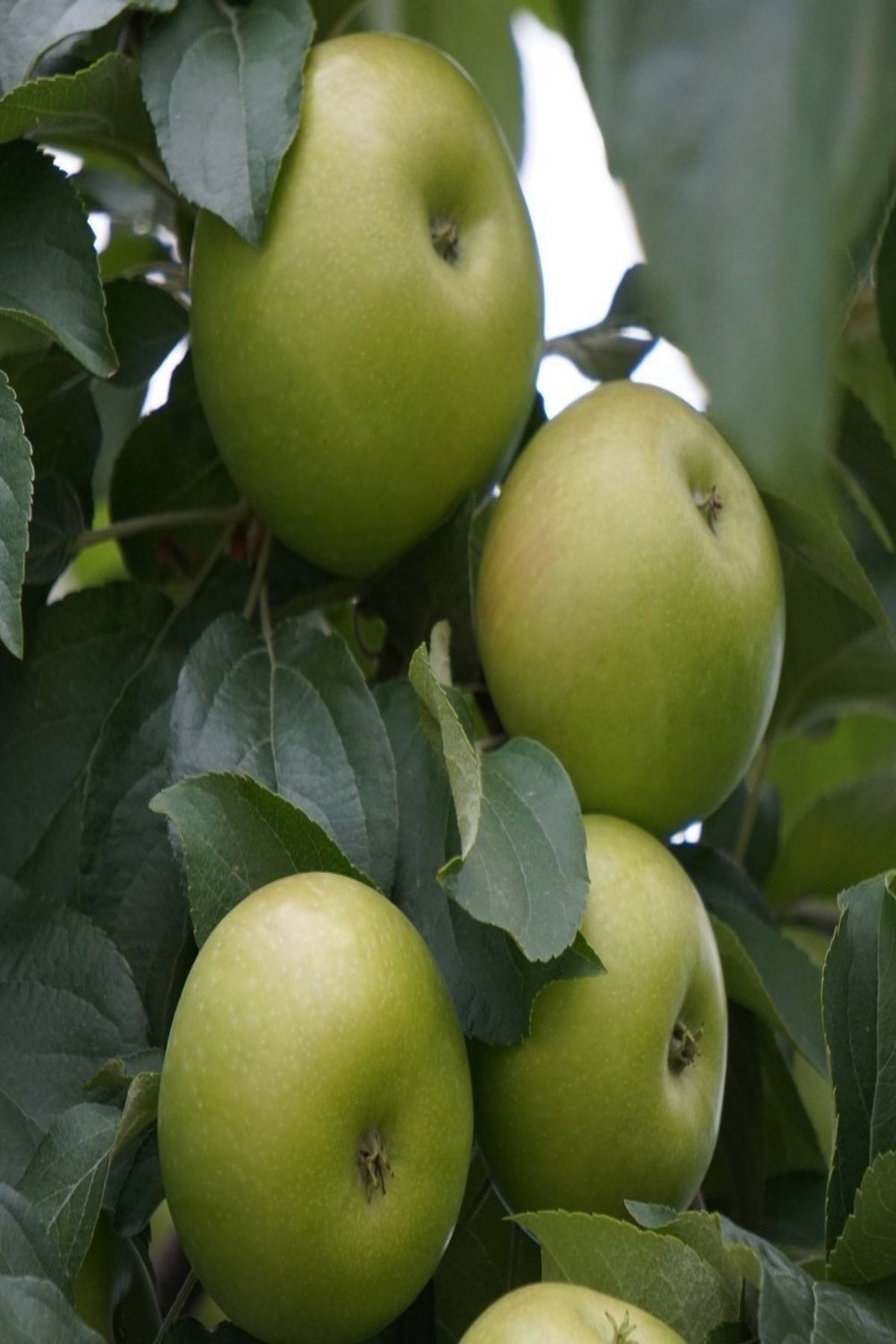 reyon ermenek tuplu asili tam bodur granny smith yesil elma fidani fiyati yorumlari trendyol