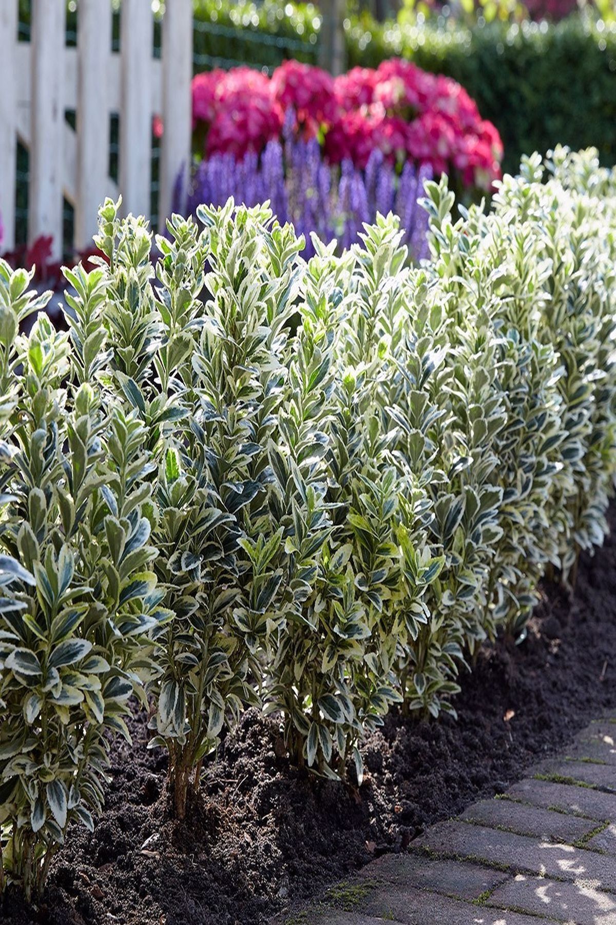 modabotanik 10 Adet Gümüşi Taflan (euonymus Japonica Variegate) Fidanı +50cm