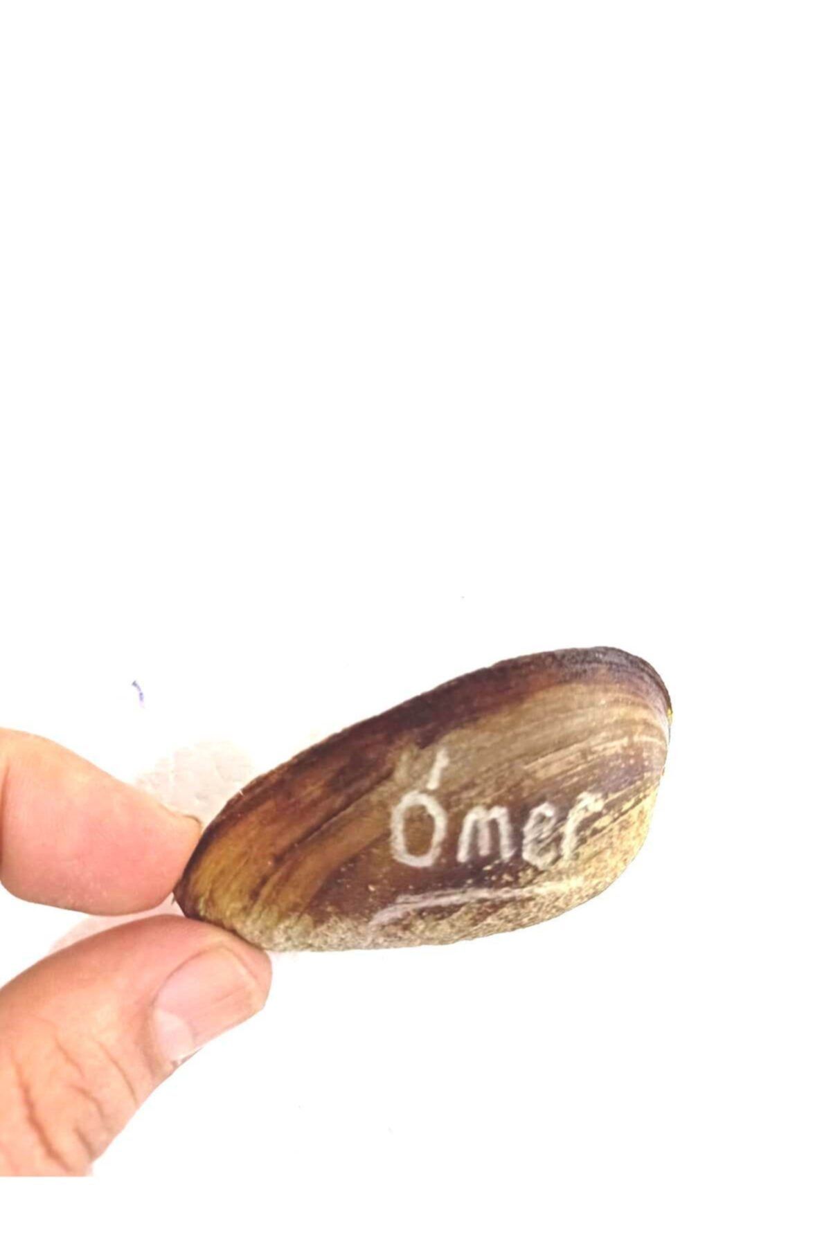 TROPİKAL Isimli Midye