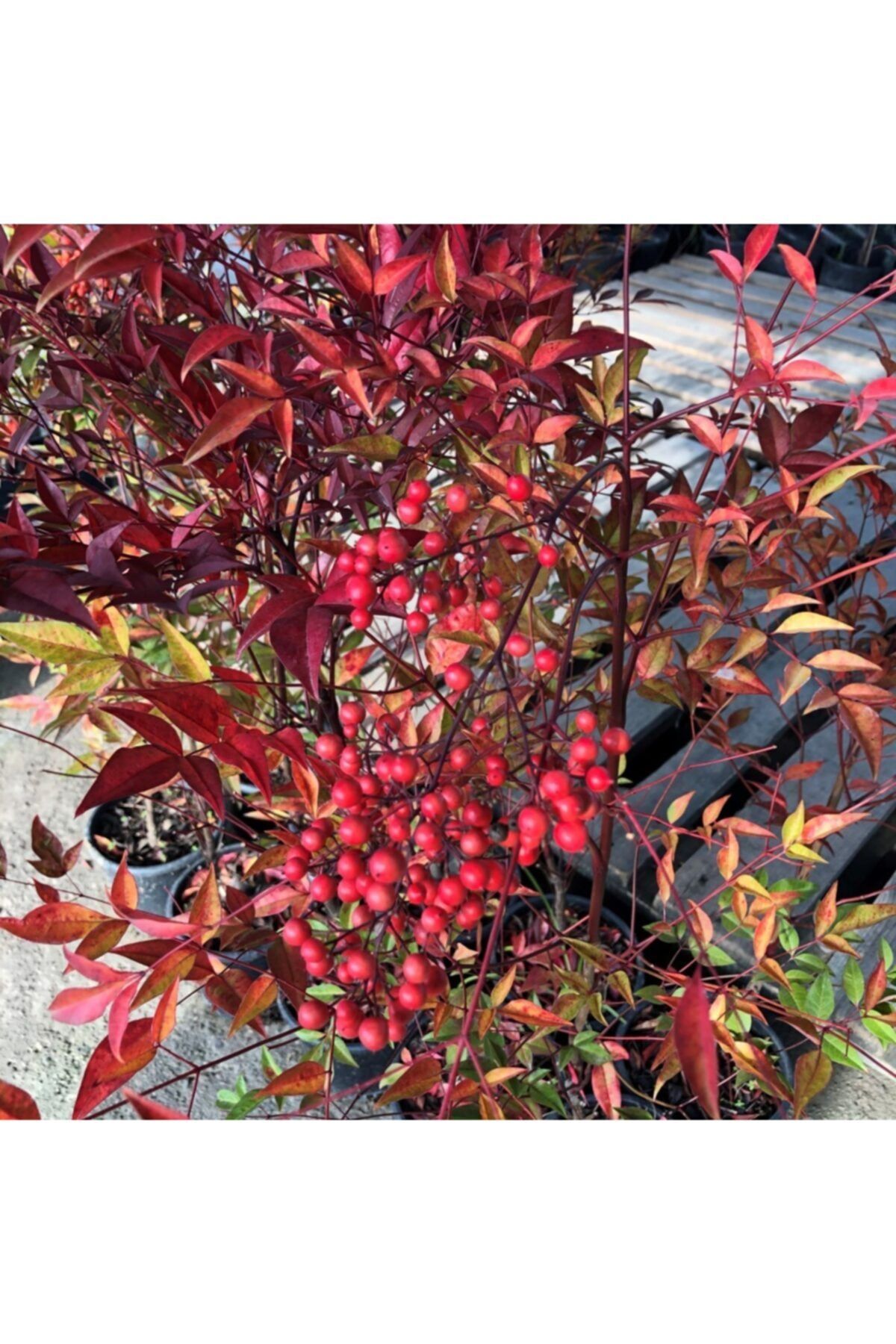 FİDAN SEPETİM 10 Adet Cennet Bambusu Bitkisi Nandina Domestica 60-80 Cm