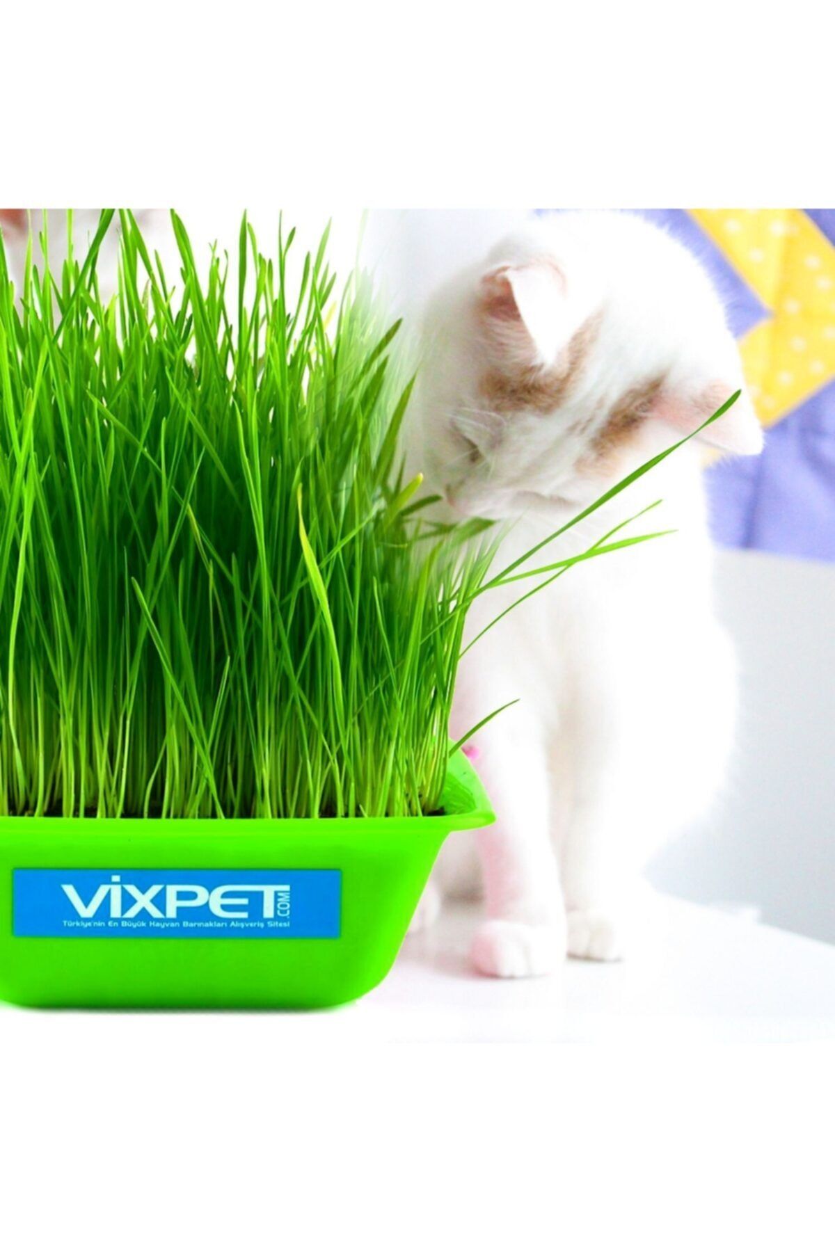 Vixpet Kedi Çimi Doğal Ve Yumuşak 20 X 20 Cm