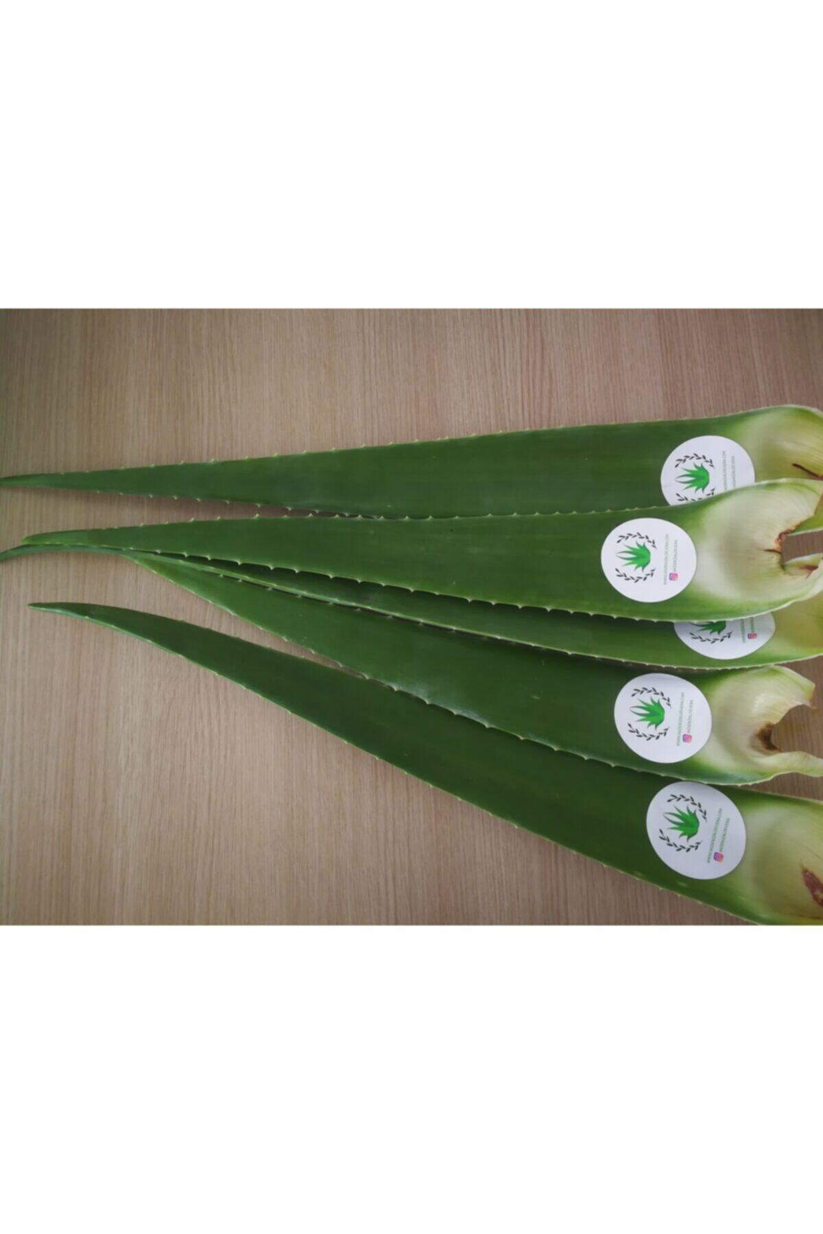 AKDENİZ ALOE VERA Aloe Vera Jel Için 500 gr Taze Yaprak