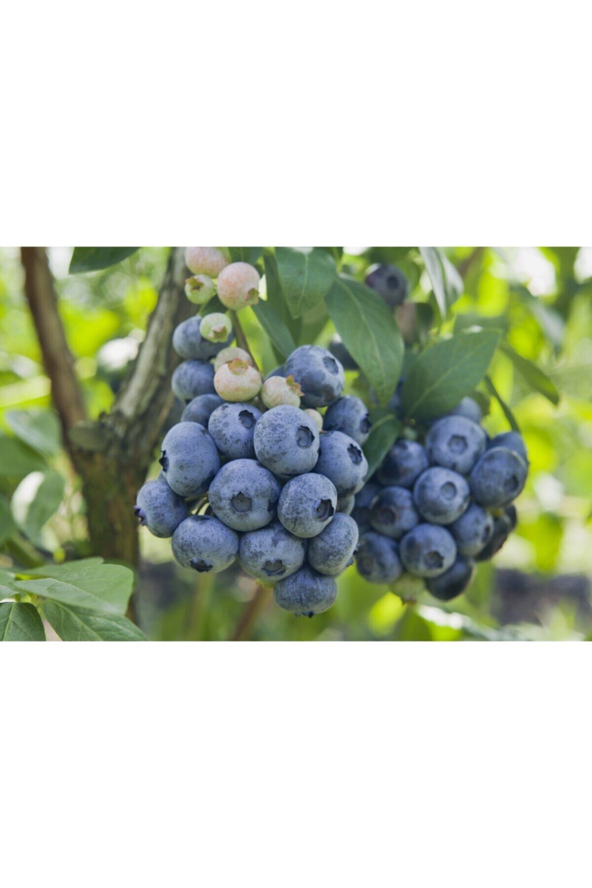 fidanistanbul Blueberry Yaban Mersini Fidesi, 3 Yaş, Saksıda