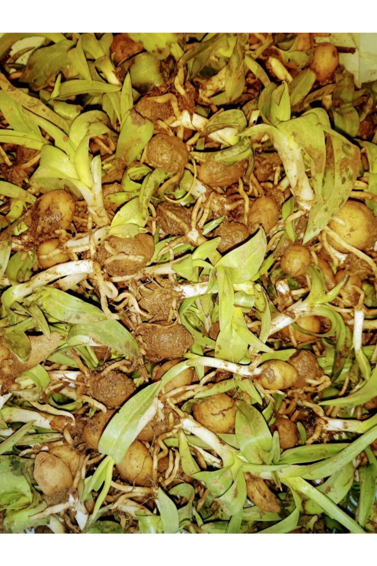 AKTARIM Salep 50 Adet