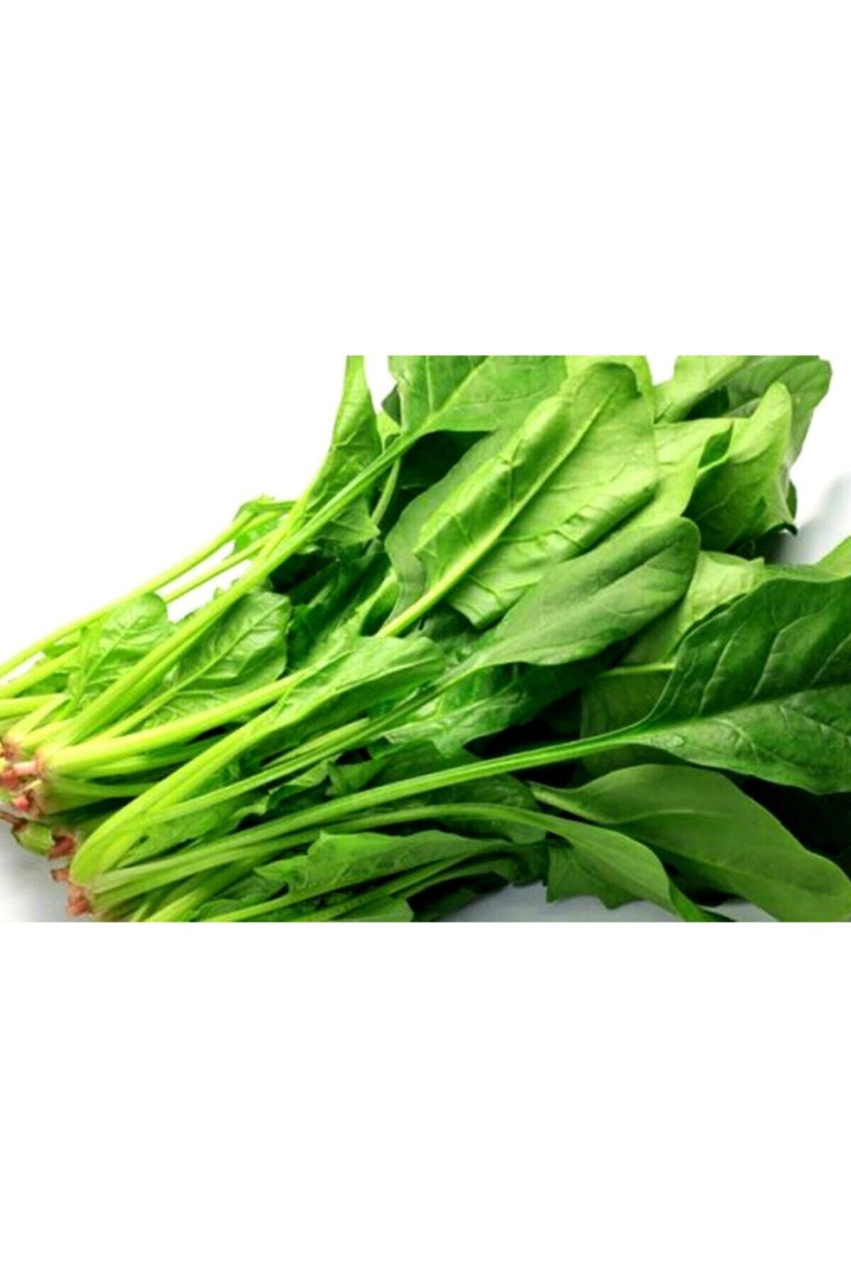 antalyasebzemeyve Ispanak 1 Kg