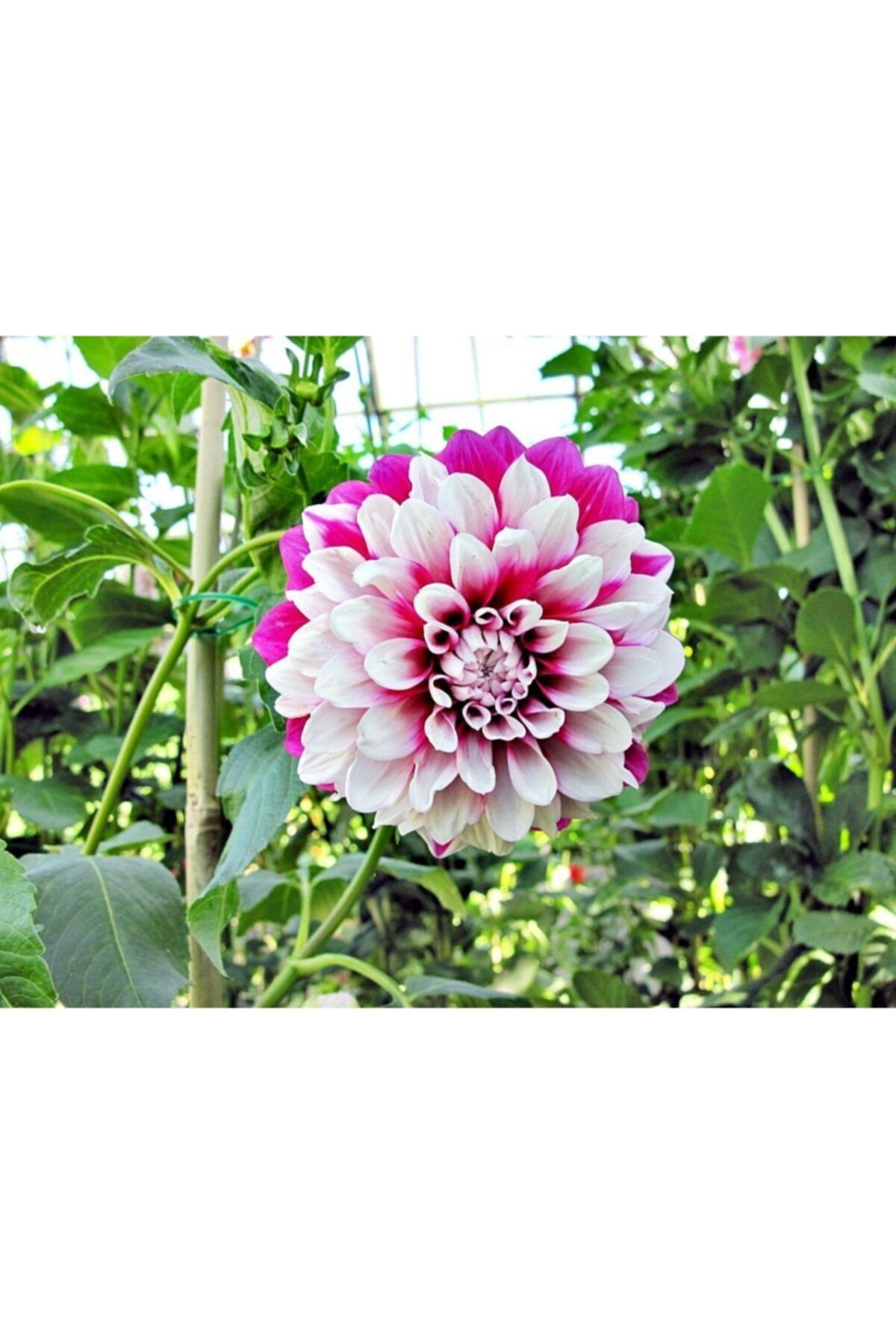 ruzgarbotanik Buyuk Çiçeklı Yıldız Çiçeği Yumrusu Dahlia 10 Adet Karısık Renk