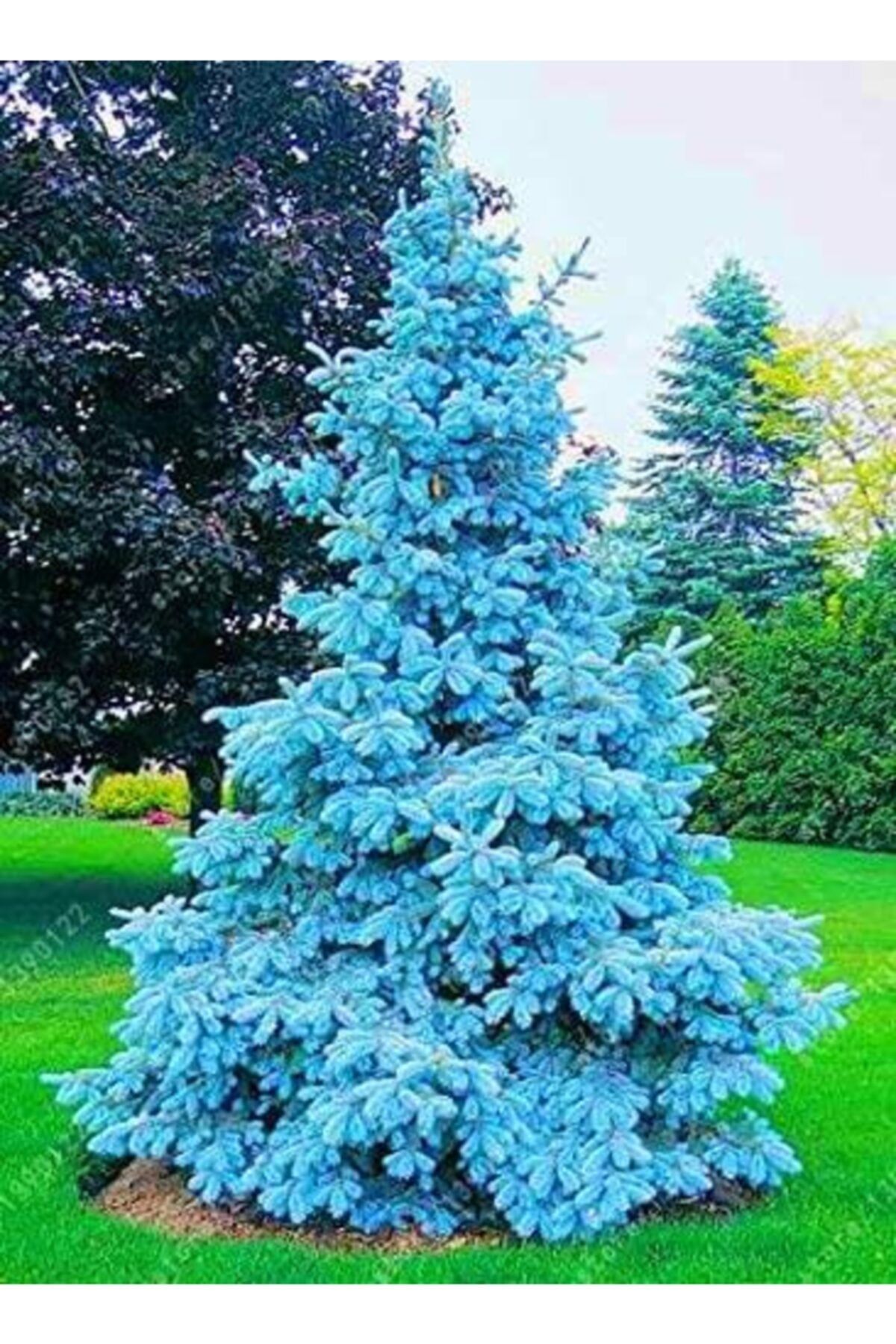 Mimoza Mavi Ladin Çam Fidanı 35-45 Cm Picea Pungens Hoopsii