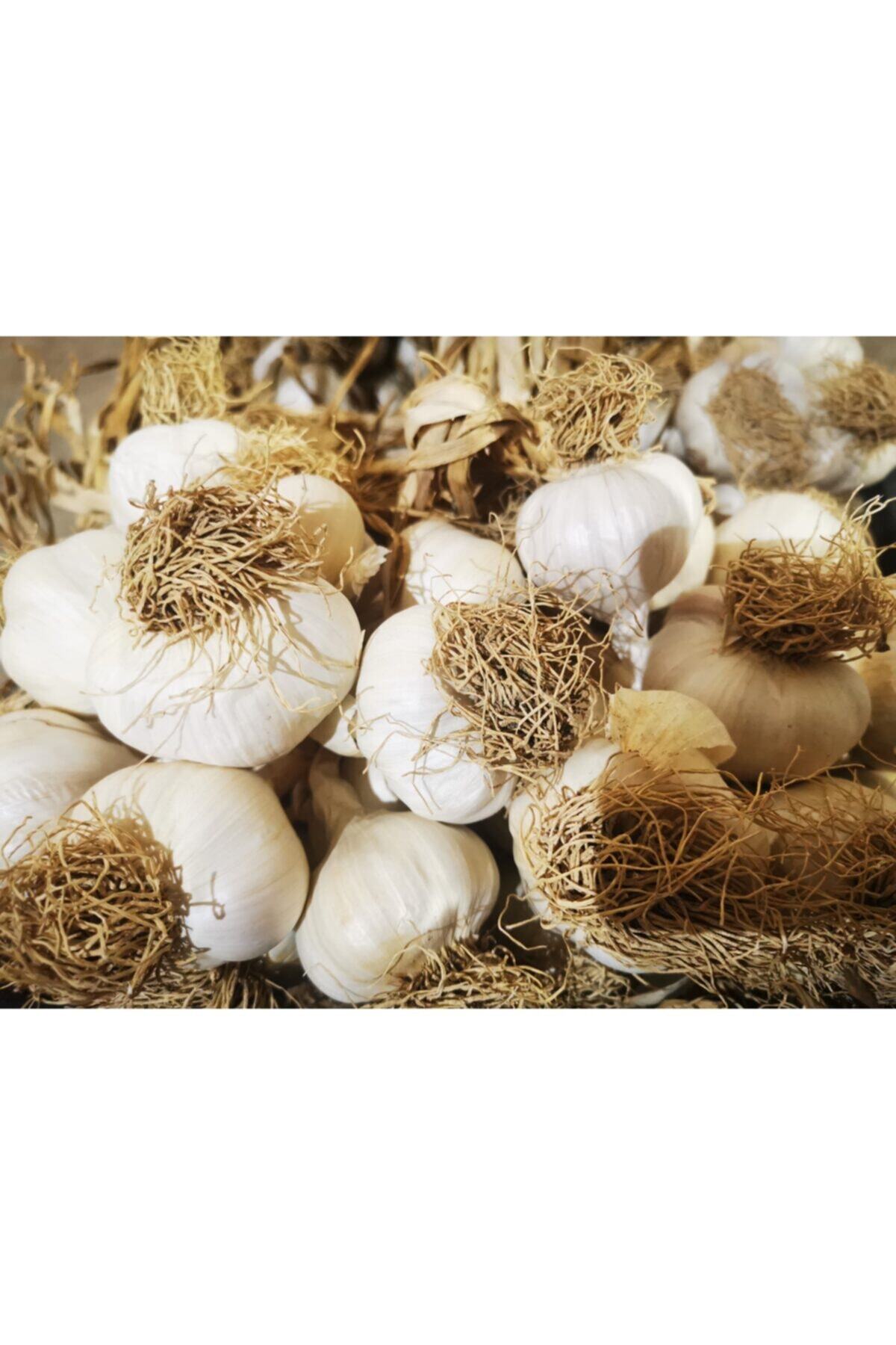 bibakmışsınkapında Sarımsak (kastamonu-taşköprü) 500 Gram