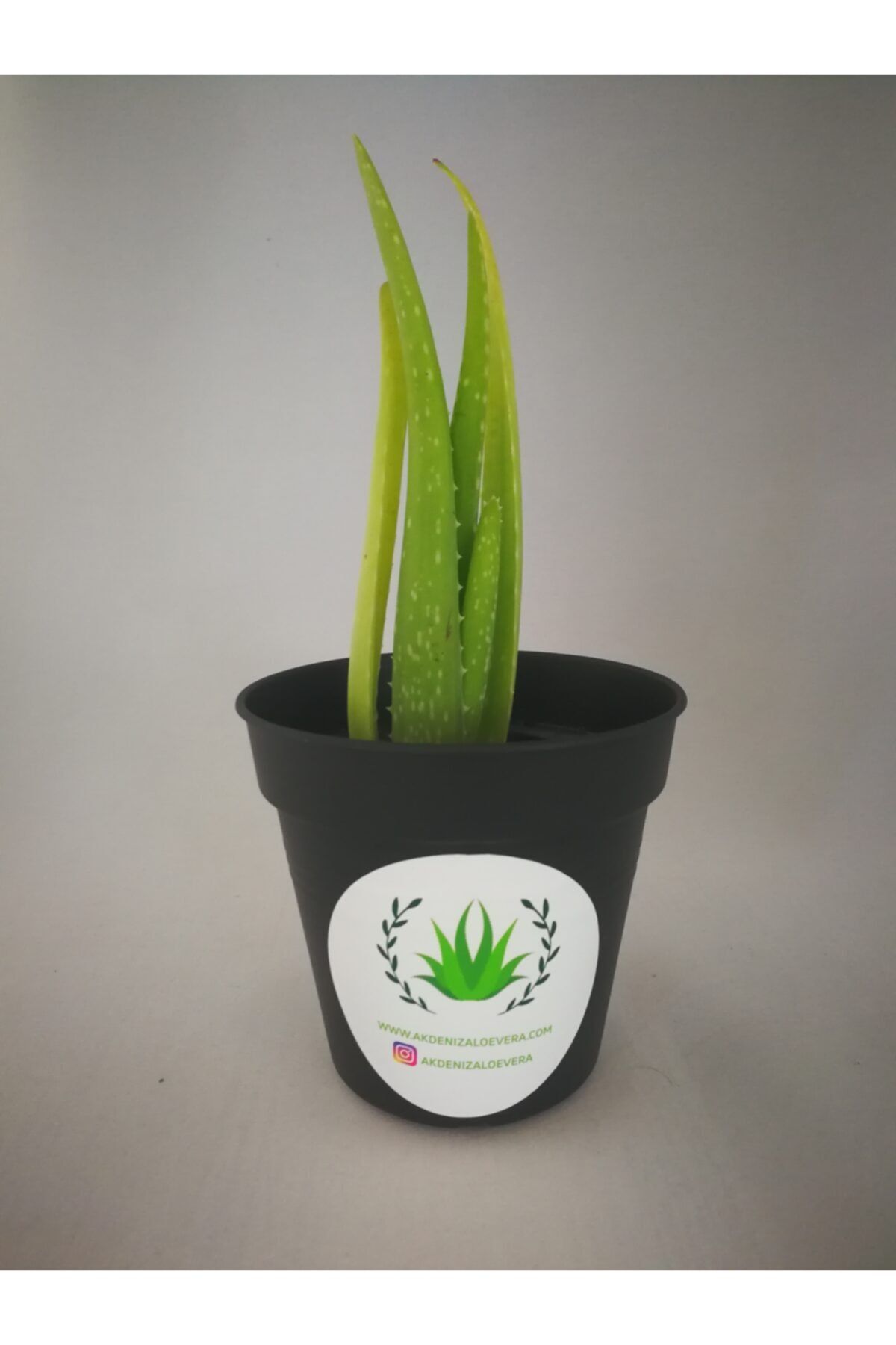 AKDENİZ ALOE VERA Aloe Vera Fidan 15-20 Cm -sarı Sabır- Şifalı Bitki Fidanı Saksısız