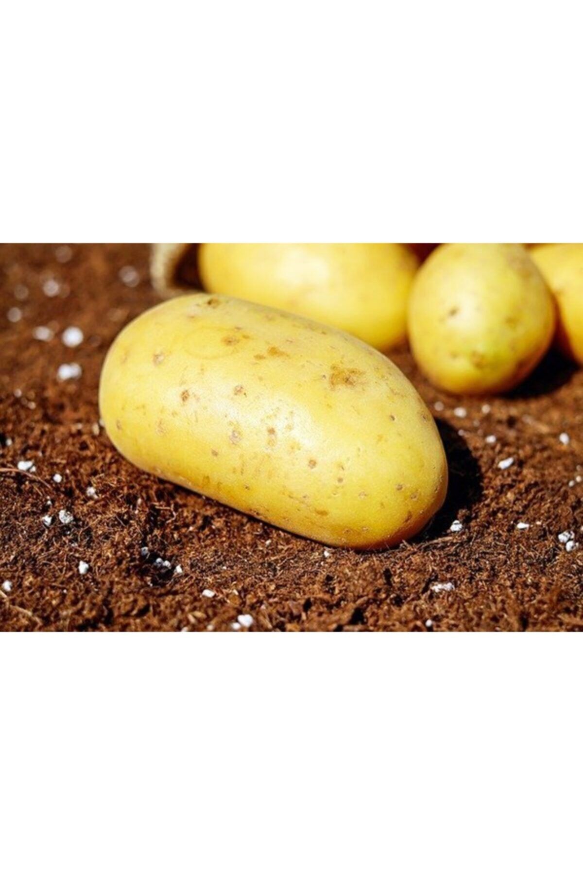 antalyasebzemeyve Kumpirlik Patates 1 Kg