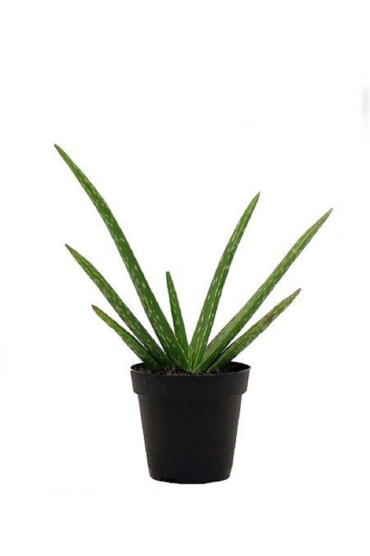 fidanistanbul Aloe Vera Bitkisi Fidesi Orta Boy, Saksıda