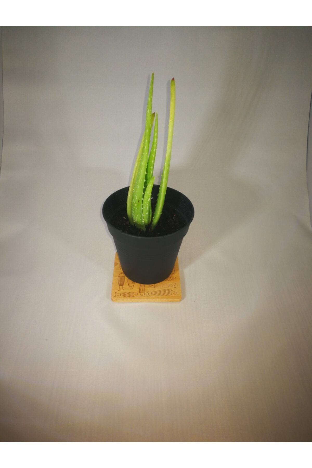 AKDENİZ ALOE VERA Aloe Vera Barbadensıs Mıller Stockton 15-20 Cm Saksılı Fidan