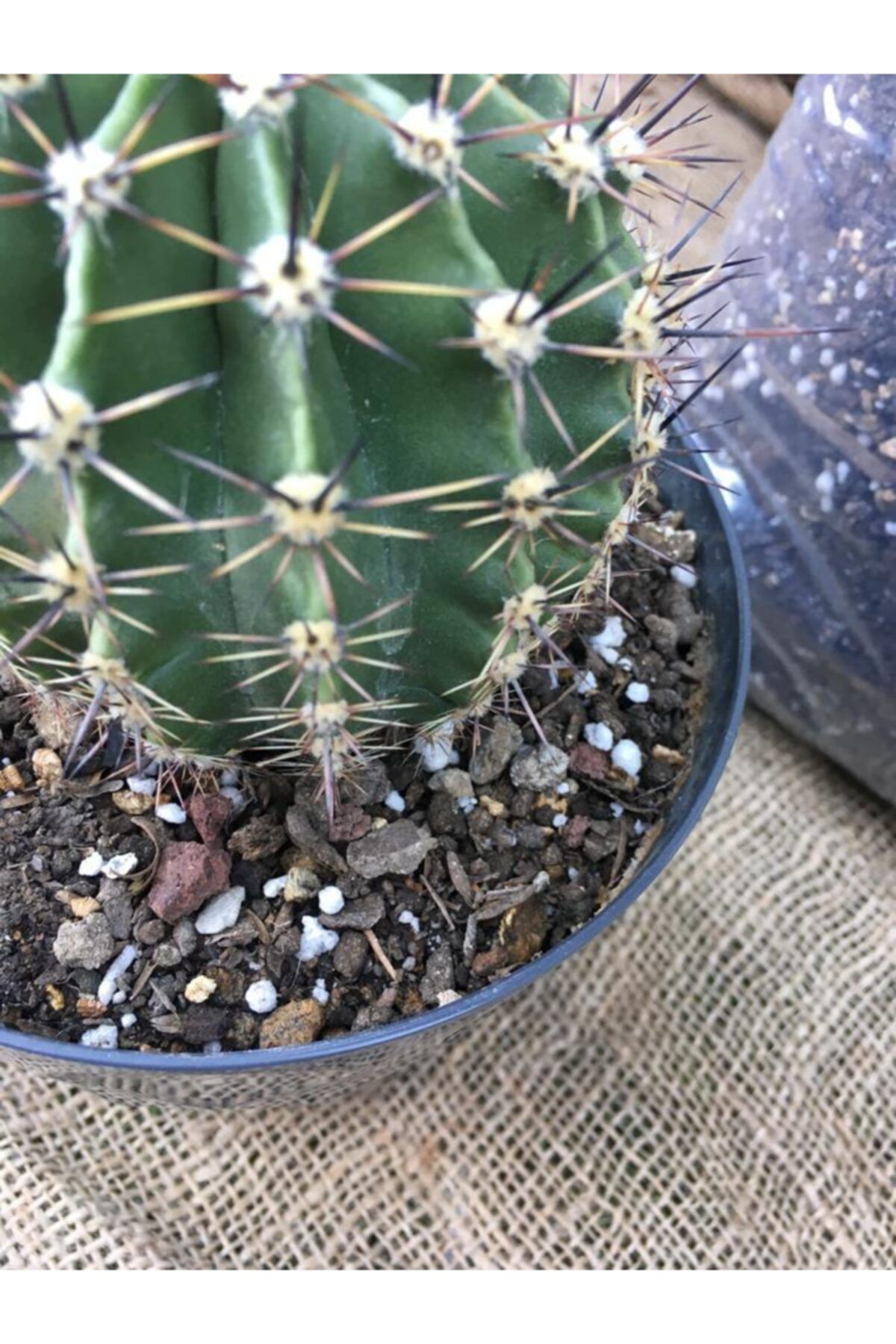 ekodoga kaktus topragi 5 lt ozel karisim sukulent topragi aloe vera topragi kaktus harci teraryum topragi fiyati yorumlari trendyol