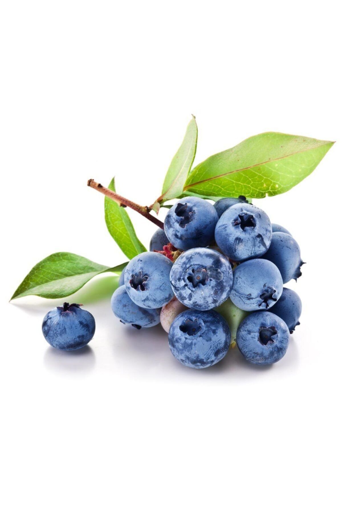 antalyasebzemeyve Yaban Mersini ( Blueberry) Paket 125 Gr
