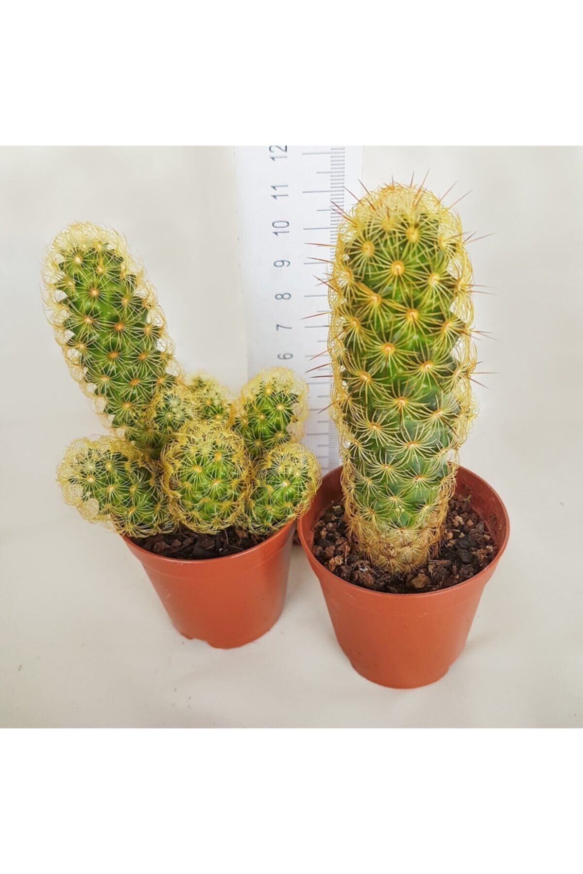 Efidancim Bol Yavrulu Mammillaria Elongata Lady Finger Kaktüs Kaktüs (5.5 Luk Saksıda)
