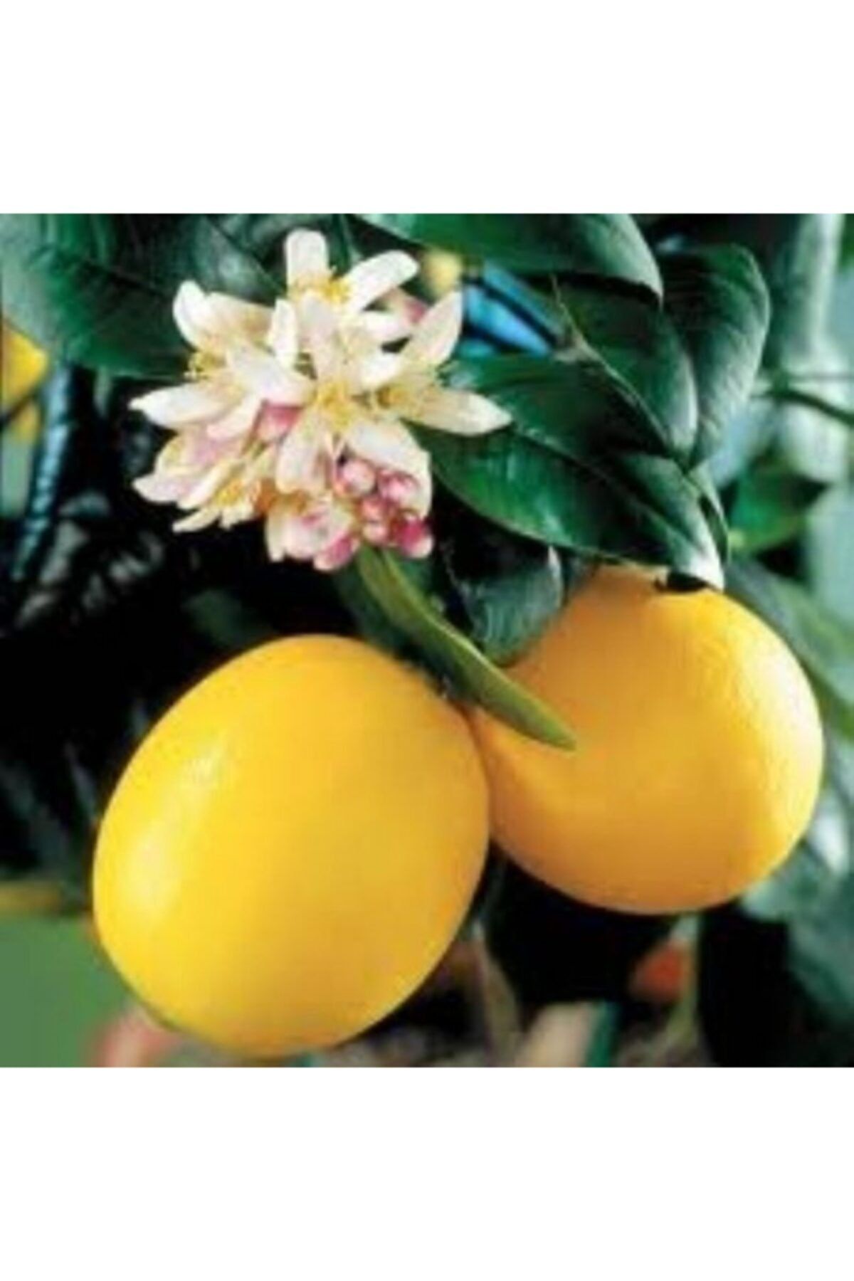 Efidancim Tüplü Bodur Tipte Çok Yaşlı Üzeri Meyveli Mayer Limon Fidanı Balkon Ve Iç Mekan Için Ideal