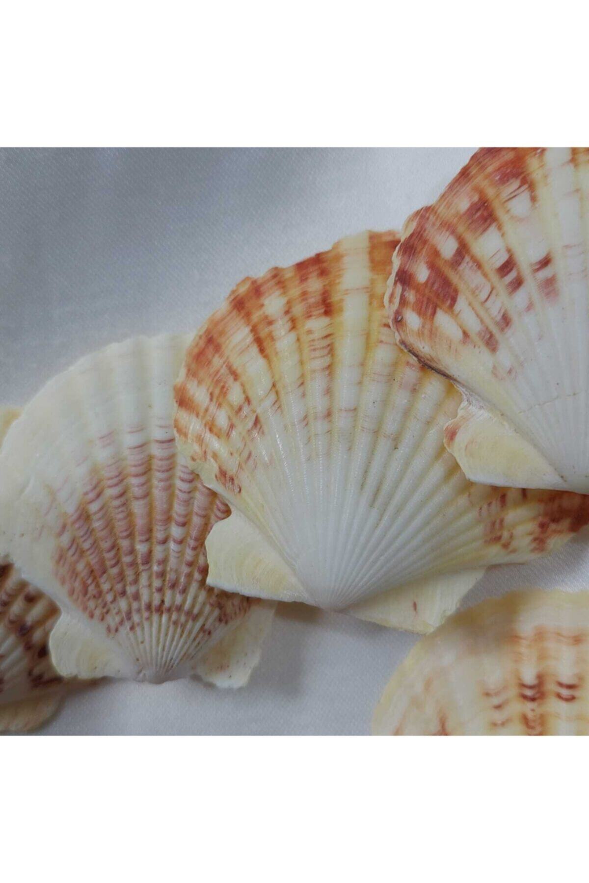 Aker Hediyelik Büyük Istiridye Deniz Kabuğu 20 Adet 5-8 cm
