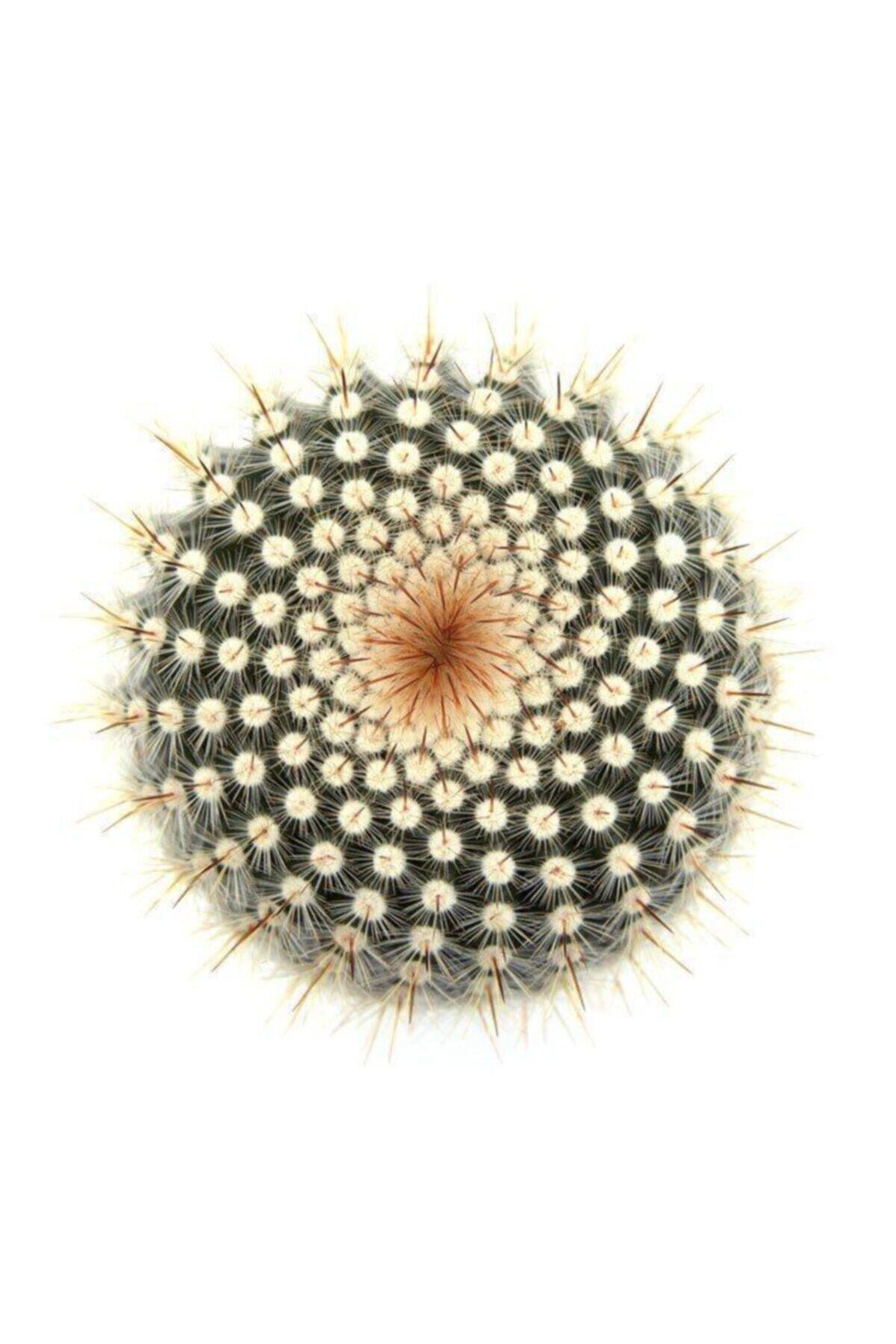LEVANT Notocactus Gümüş Top Kaktüs