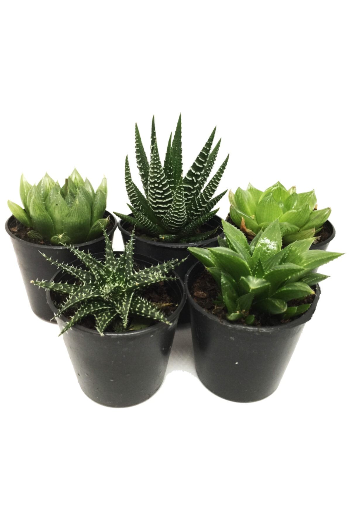 LEVANT Haworthia Seti 5 Adet Farklı Bitki