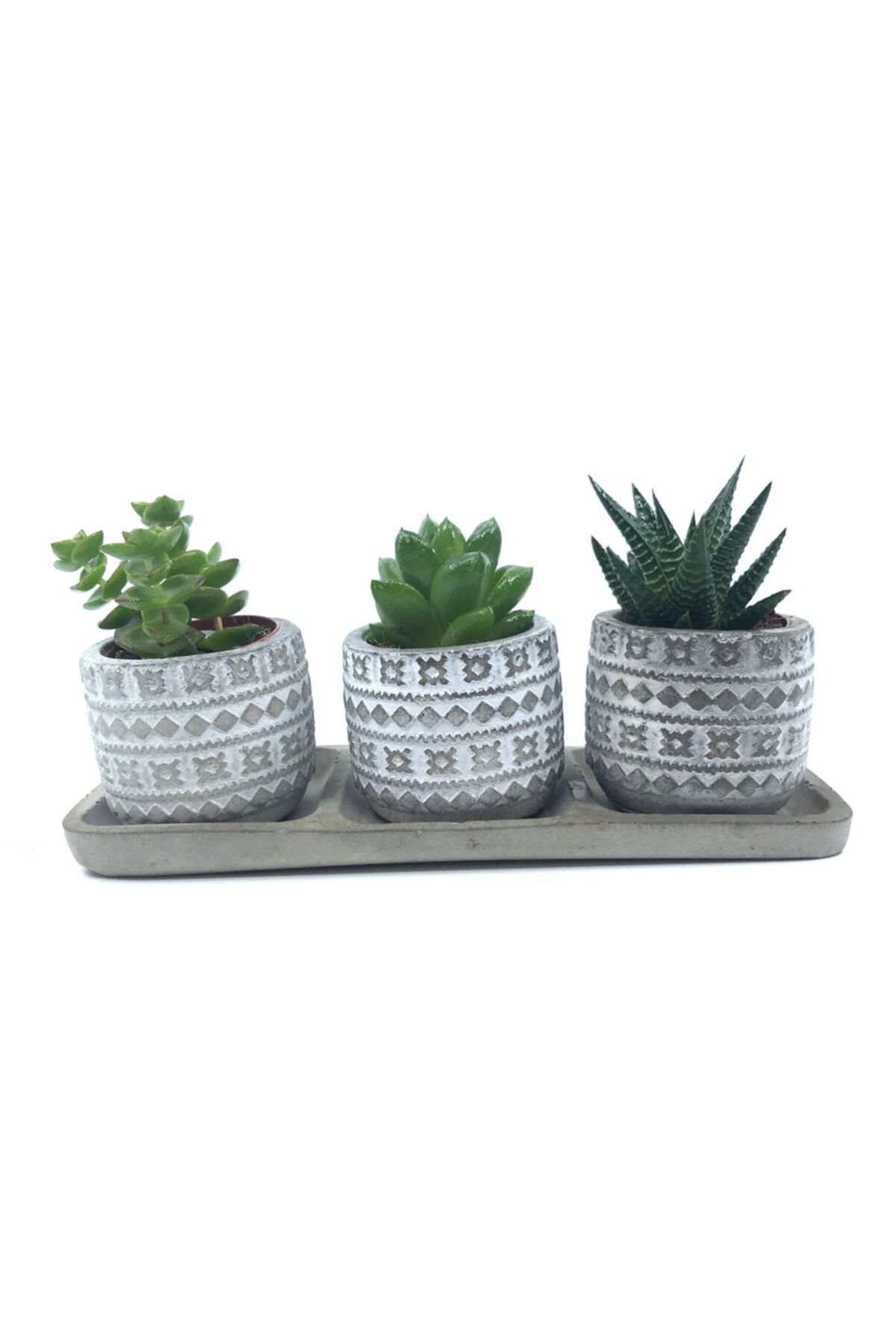 MF Botanik Dekoratif Beton Kaktüs Çiçek Saksı 3'lü Set Tabaklı