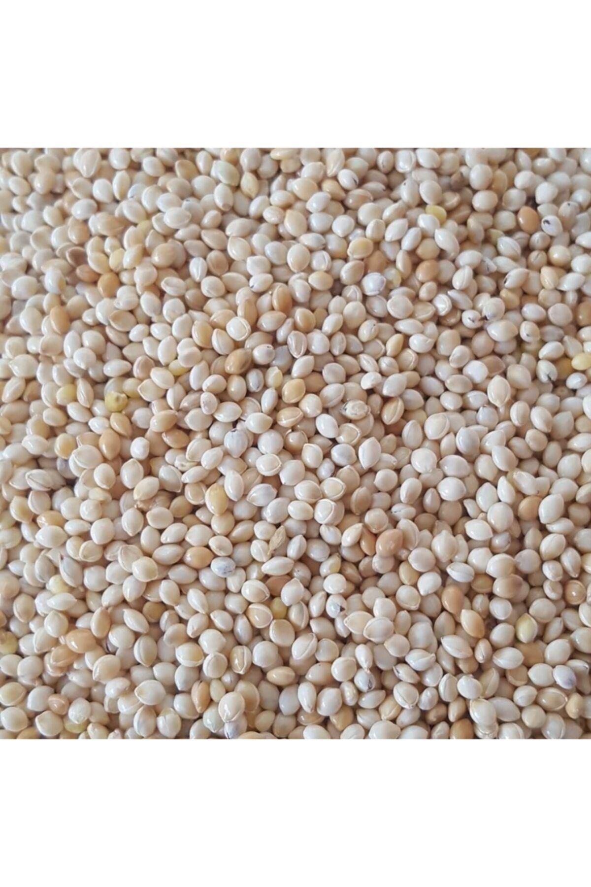 WODDY muhabbet kuşu yemi - sade ak darı - 5 kg
